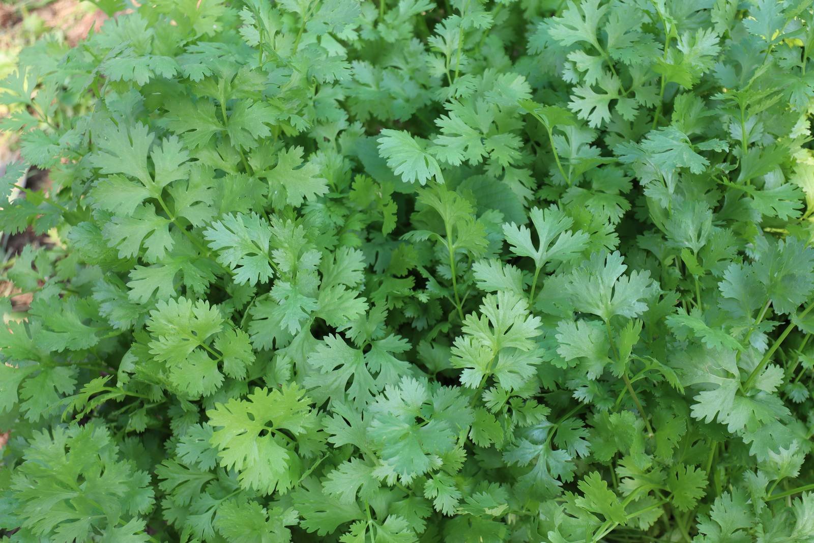 Il coriandolo predilige posizioni ben soleggiate, ma evitando l'irraggiamento diretto eccessivamente intenso durante l'estate. Il coriandolo predilige posizioni ben soleggiate, ma evitando l'irraggiamento diretto eccessivamente intenso durante l'estate.