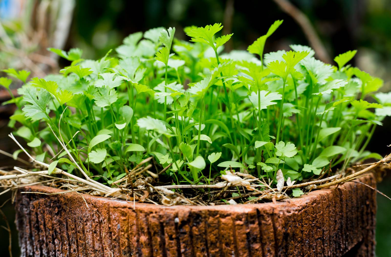 Il coriandolo è un'aromatica che si presta perfettamente alla coltivazione anche in vaso sul balcone, oltre che nell'orto. Il coriandolo è un'aromatica che si presta perfettamente alla coltivazione anche in vaso sul balcone, oltre che nell'orto.