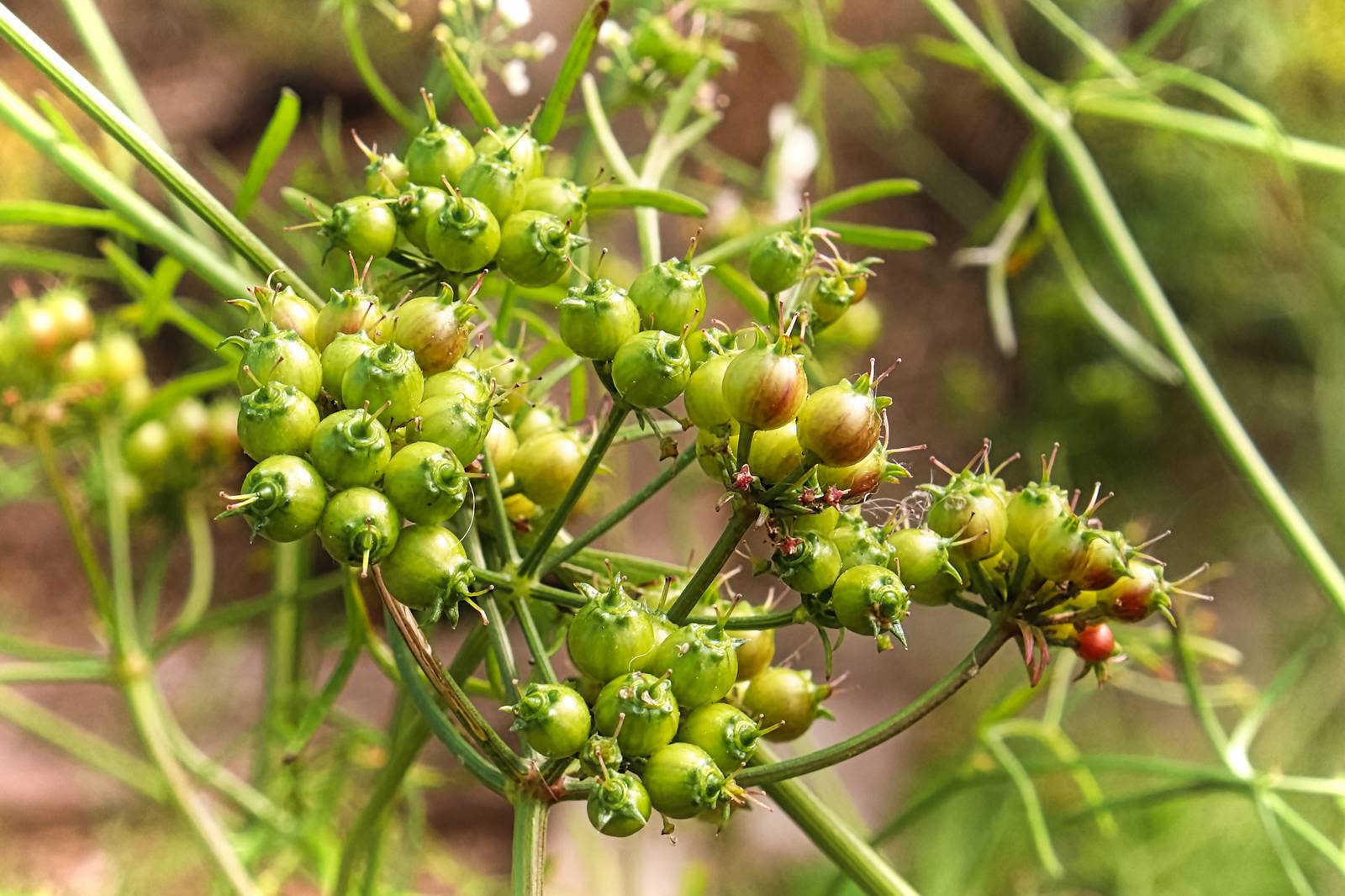 Come si vede in foto, i frutti del coriandolo hanno forma sferica e assomigliano a piccoli granelli di pepe dal colore verde-giallognolo. Come si vede in foto, i frutti del coriandolo hanno forma sferica e assomigliano a piccoli granelli di pepe dal colore verde-giallognolo.