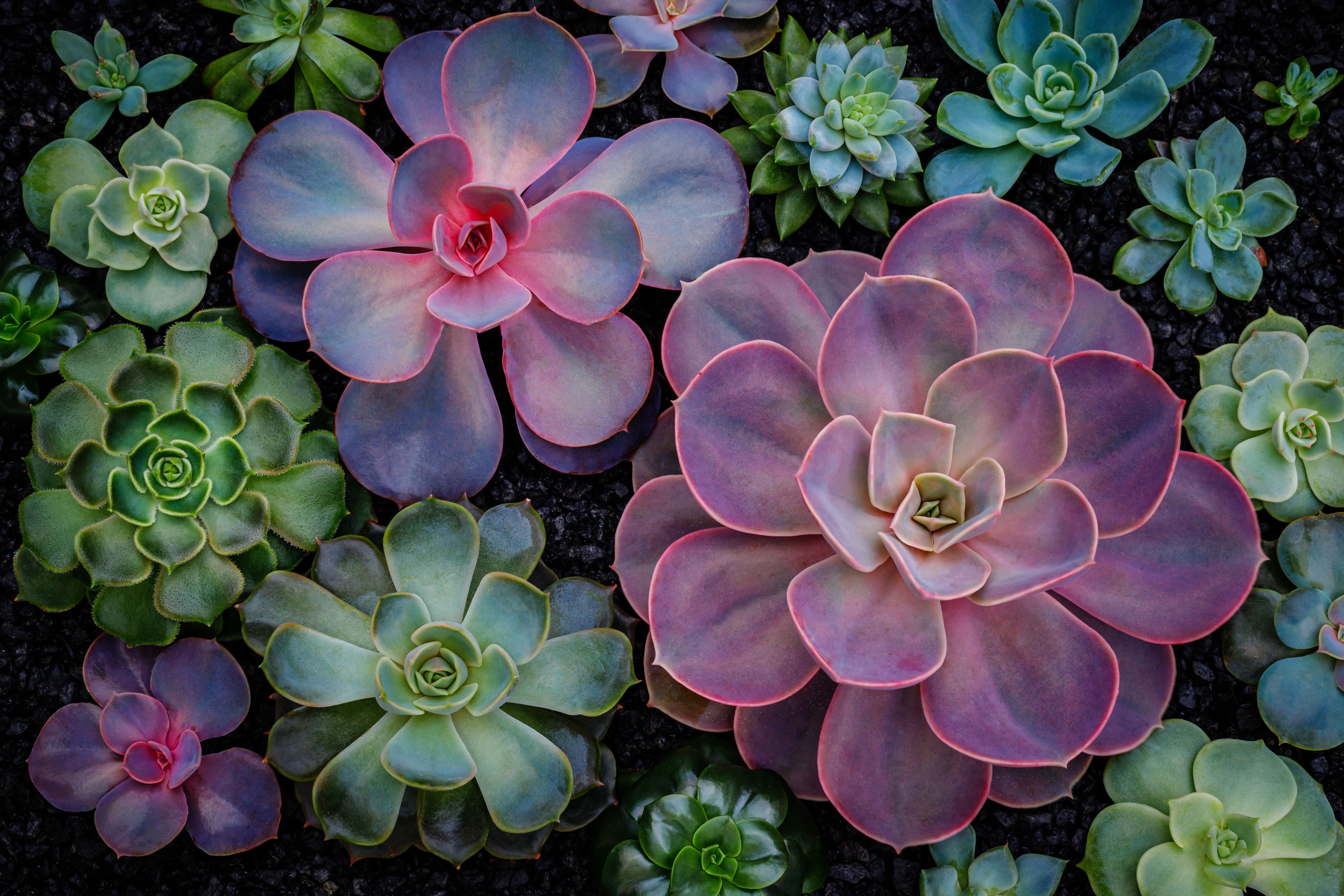 Echeveria è una succulenta riconoscibile per la caratteristica forma a rosetta, di colore variabile. Echeveria è una succulenta riconoscibile per la caratteristica forma a rosetta, di colore variabile.