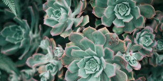 Echeveria