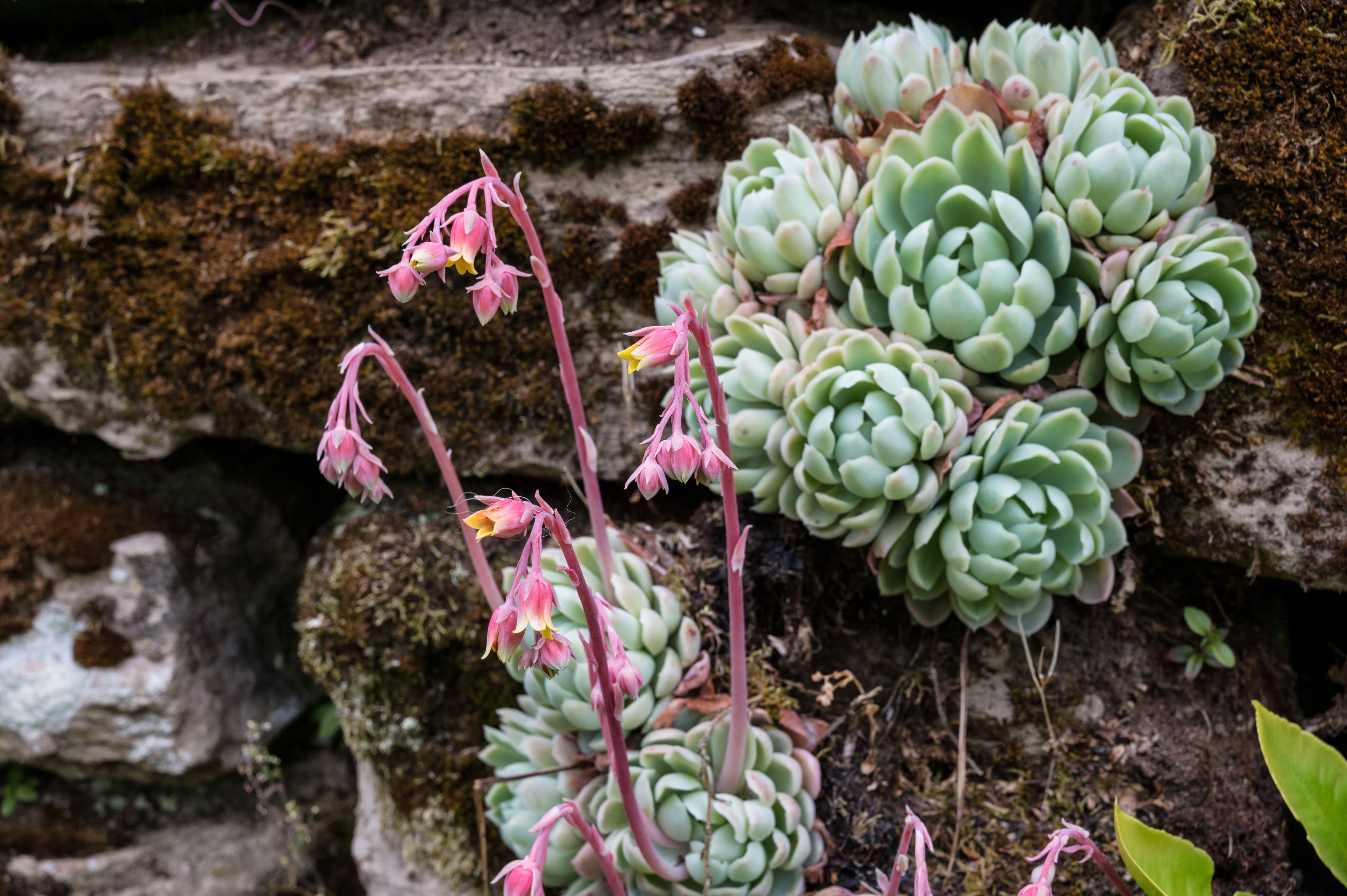 Pianta di echeveria in fiore: come si vede in foto, le infiorescenze portate da lunghi steli si ergono dal centro di ogni rosetta. Pianta di echeveria in fiore: come si vede in foto, le infiorescenze portate da lunghi steli si ergono dal centro di ogni rosetta.
