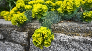 In foto, un esemplare di Euphorbia myrsinites.