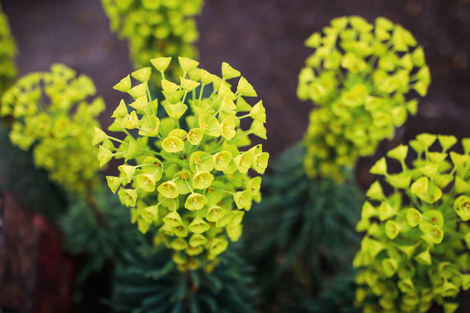 Euphorbia characias crea cespugli sempreverdi molto ornamentali e fiorisce verso fine primavera fino a luglio. Euphorbia characias crea cespugli sempreverdi molto ornamentali e fiorisce verso fine primavera fino a luglio.