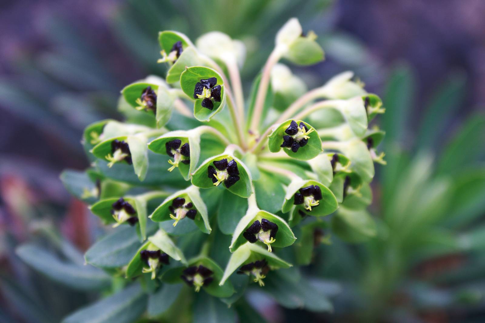 In foto, un dettaglio ravvicinato dell'infiorescenza di Euphorbia characias. In foto, un dettaglio ravvicinato dell'infiorescenza di Euphorbia characias.