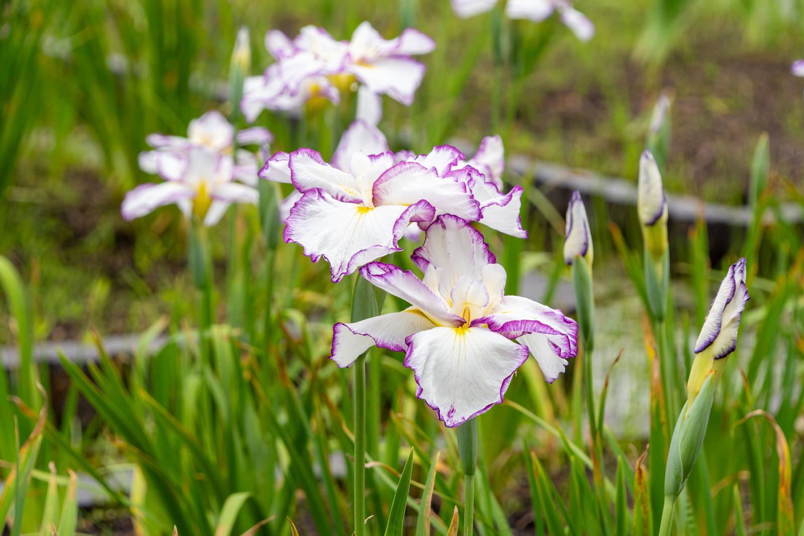 Un elegante esempio di iris ensata. Un elegante esempio di iris ensata.