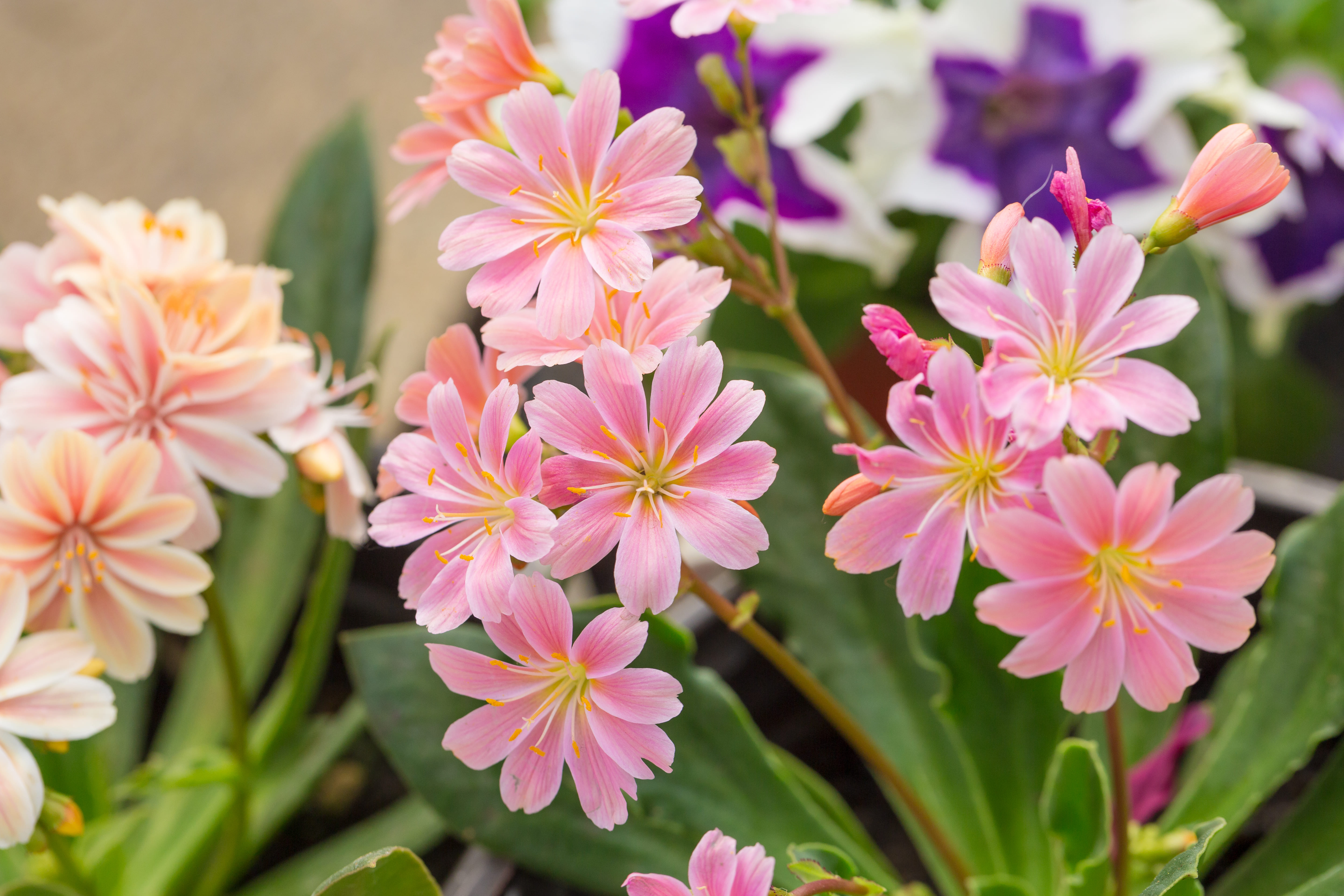 La lewisia fiorisce in allegre tonalità durante la primavera.