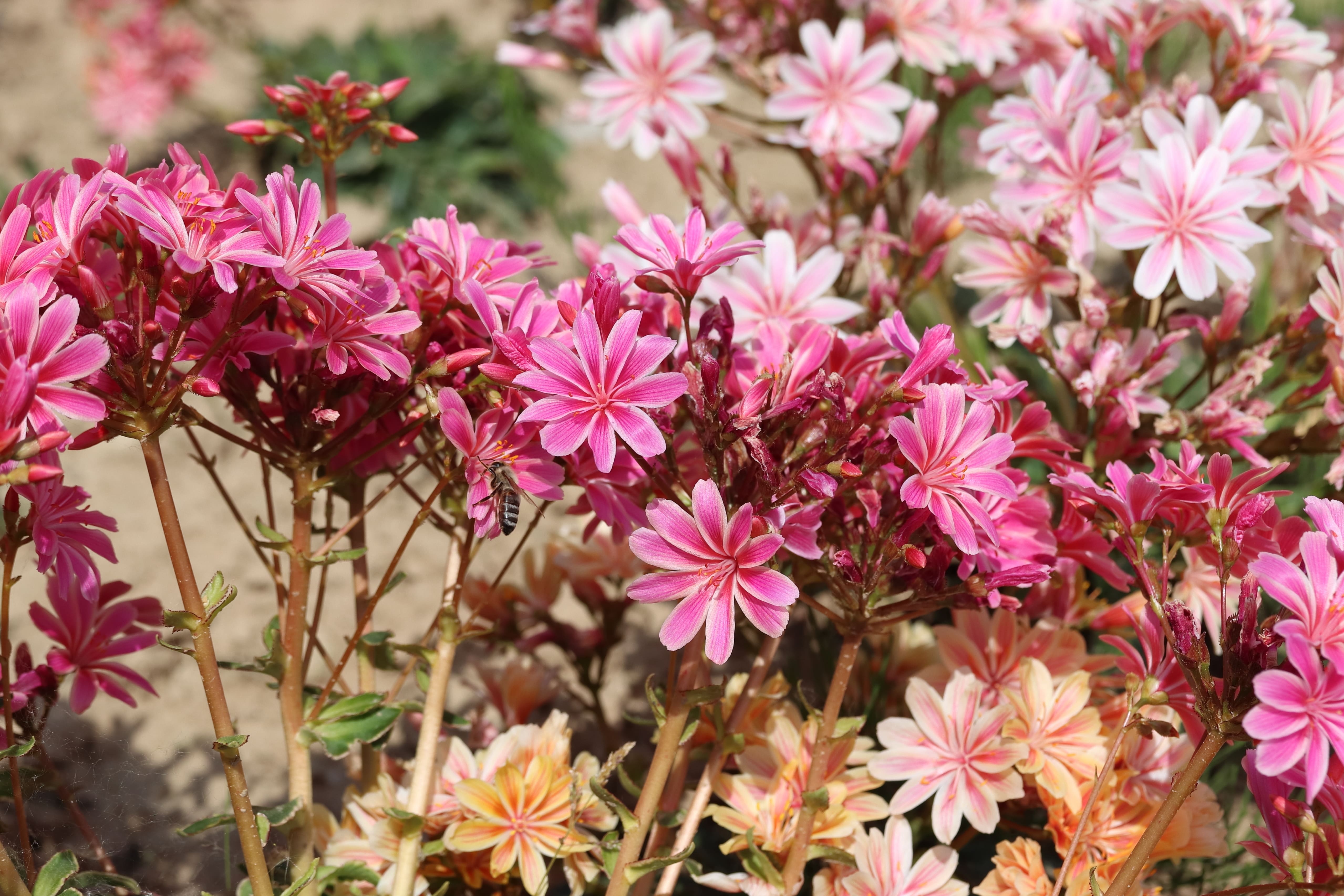La lewisia vive all'esterno tutto l'anno in posizione soleggiata o semi-ombreggiata a seconda della stagione.
