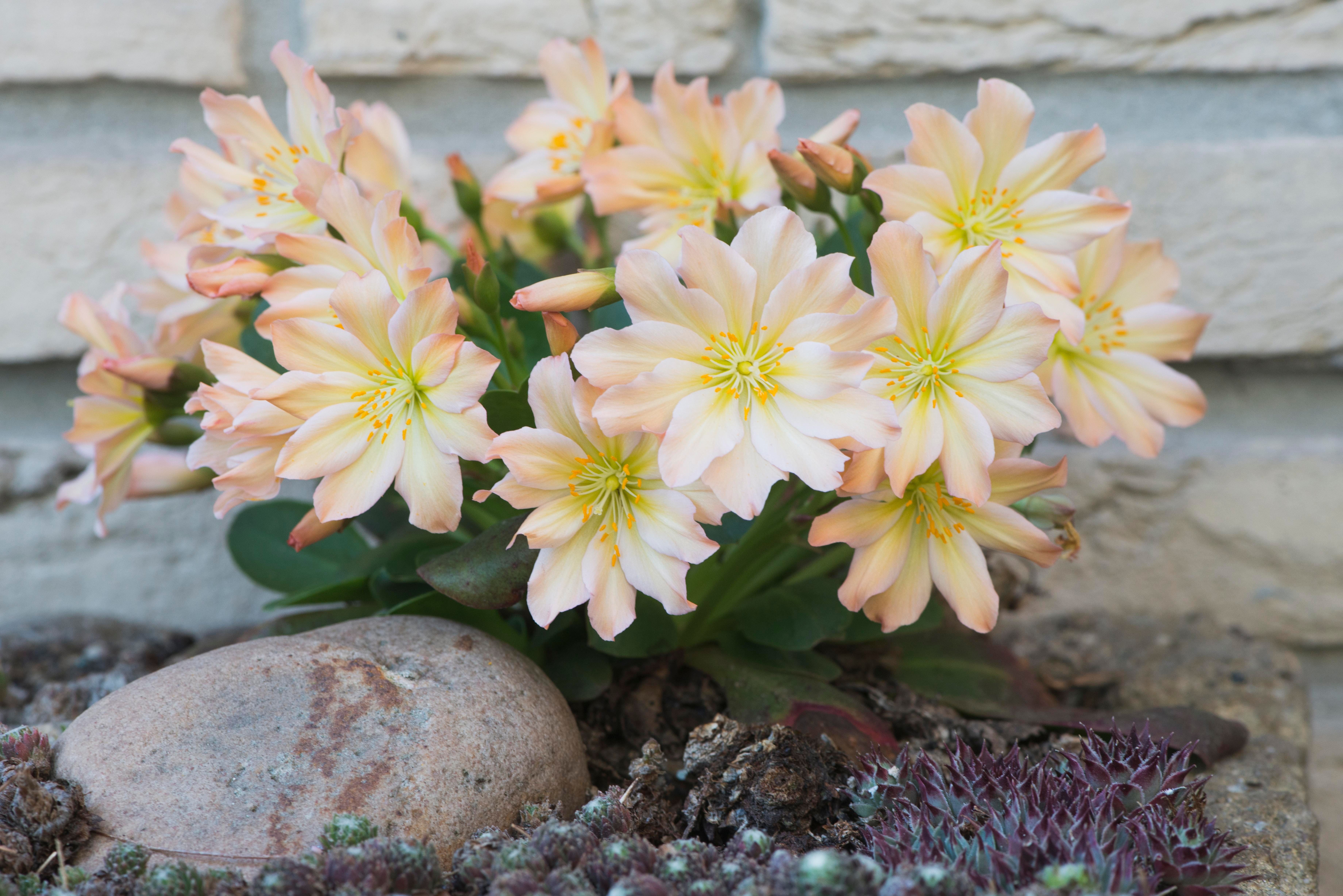 Come si vede bene dalla foto, la lewisia si adatta perfettamente ai giardini rocciosi.