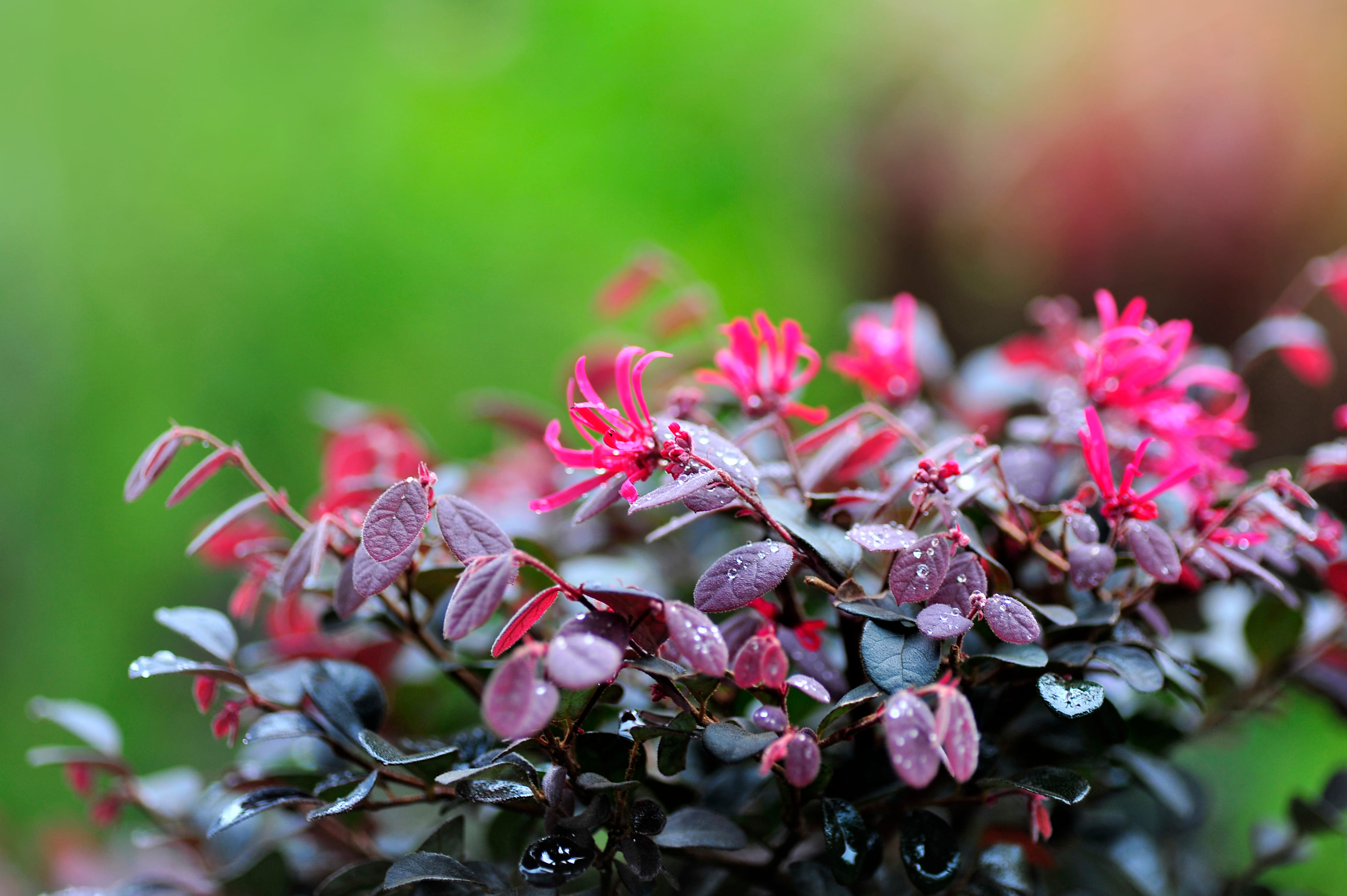 Loropetalum - Cose di Casa