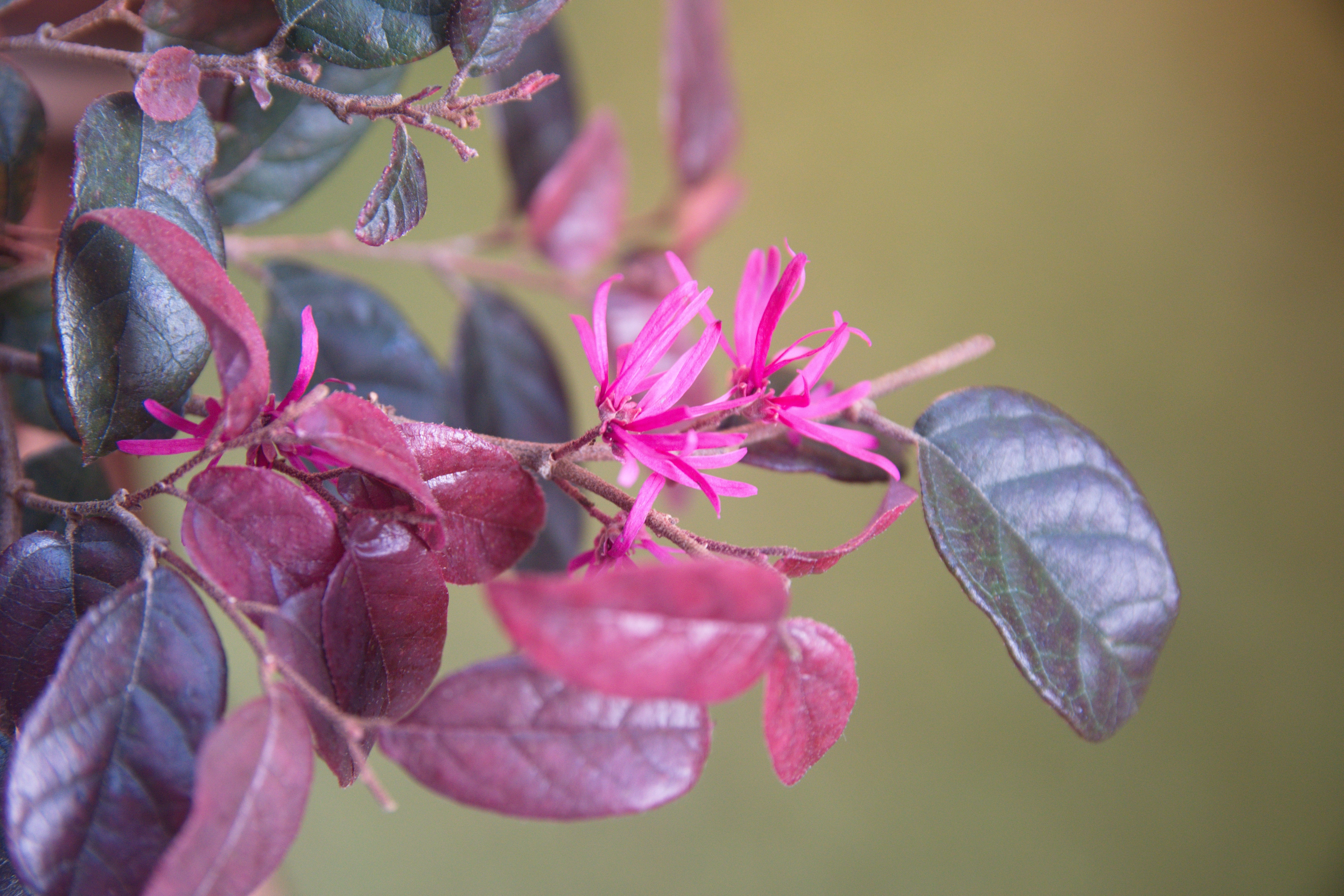 Il dettaglio di un rametto fiorito di loropetalum mostra la colorazione intensa della pianta in tutta la sua bellezza. Il dettaglio di un rametto fiorito di loropetalum mostra la colorazione intensa della pianta in tutta la sua bellezza.