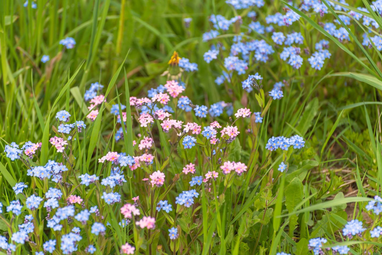 Sebbene il colore tipico dei non ti scordar di me sia l'azzurro-blu, non mancano varietà a fiori rosati. Sebbene il colore tipico dei non ti scordar di me sia l'azzurro-blu, non mancano varietà a fiori rosati.