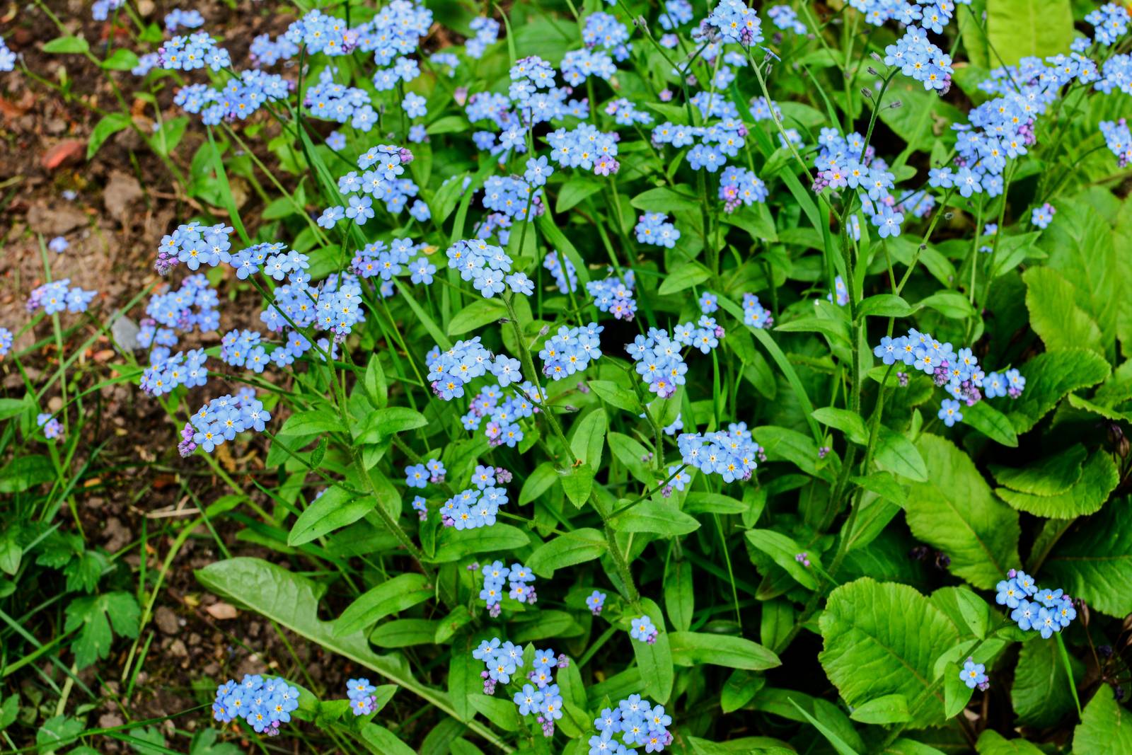 I non ti scordar di me amano il pieno sole e non temono né il freddo né il caldo. I non ti scordar di me amano il pieno sole e non temono né il freddo né il caldo.