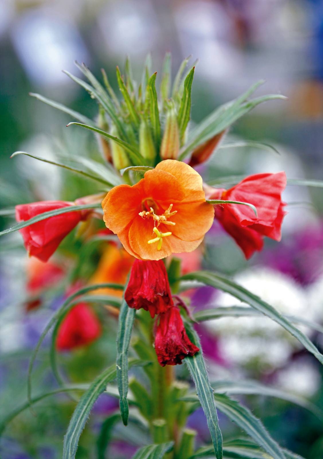 Esemplare di oenothera versicolor Sunset Boulevard.