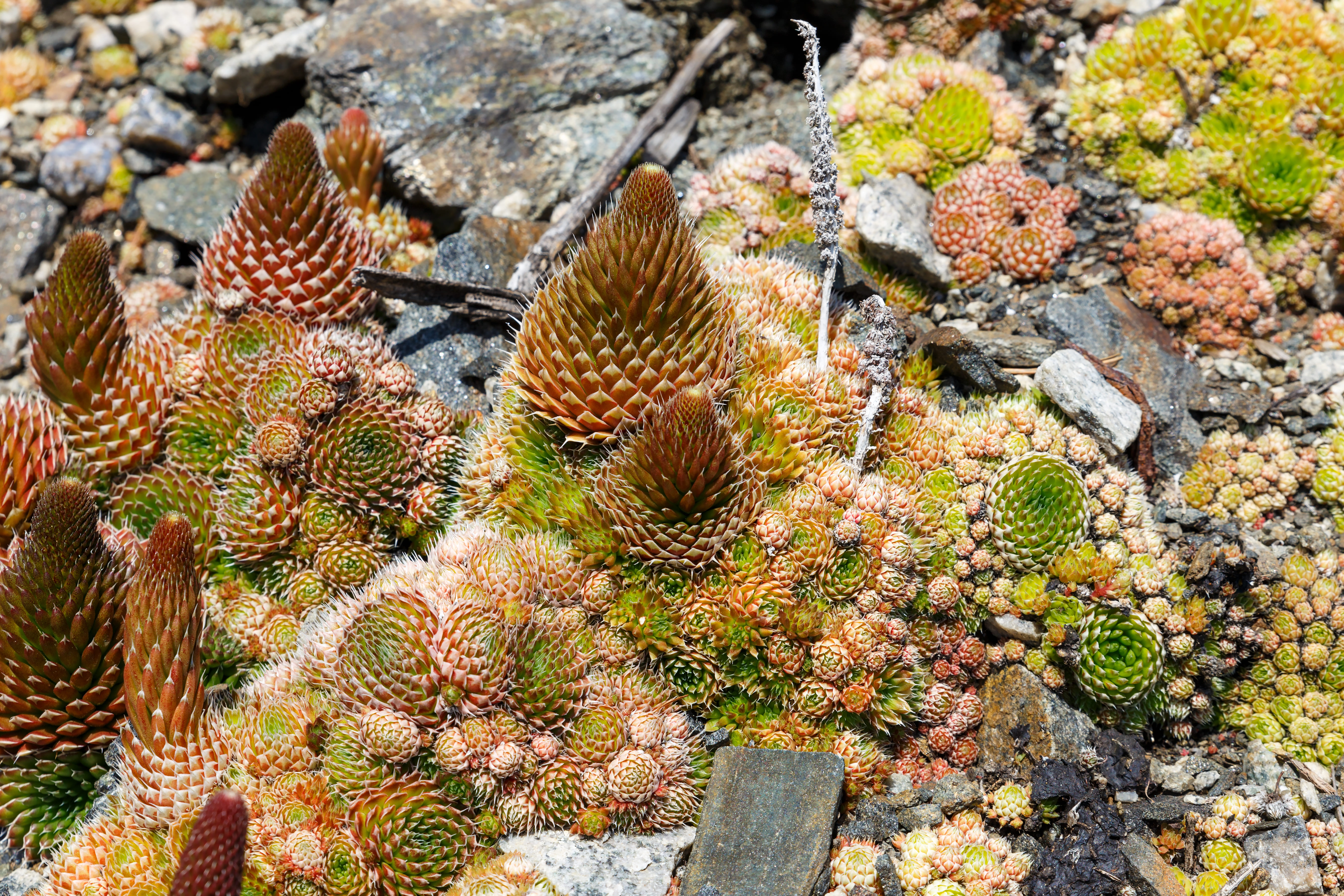 Queste piante di orostachys creano uno splendido quadro montano. Queste piante di orostachys creano uno splendido quadro montano.
