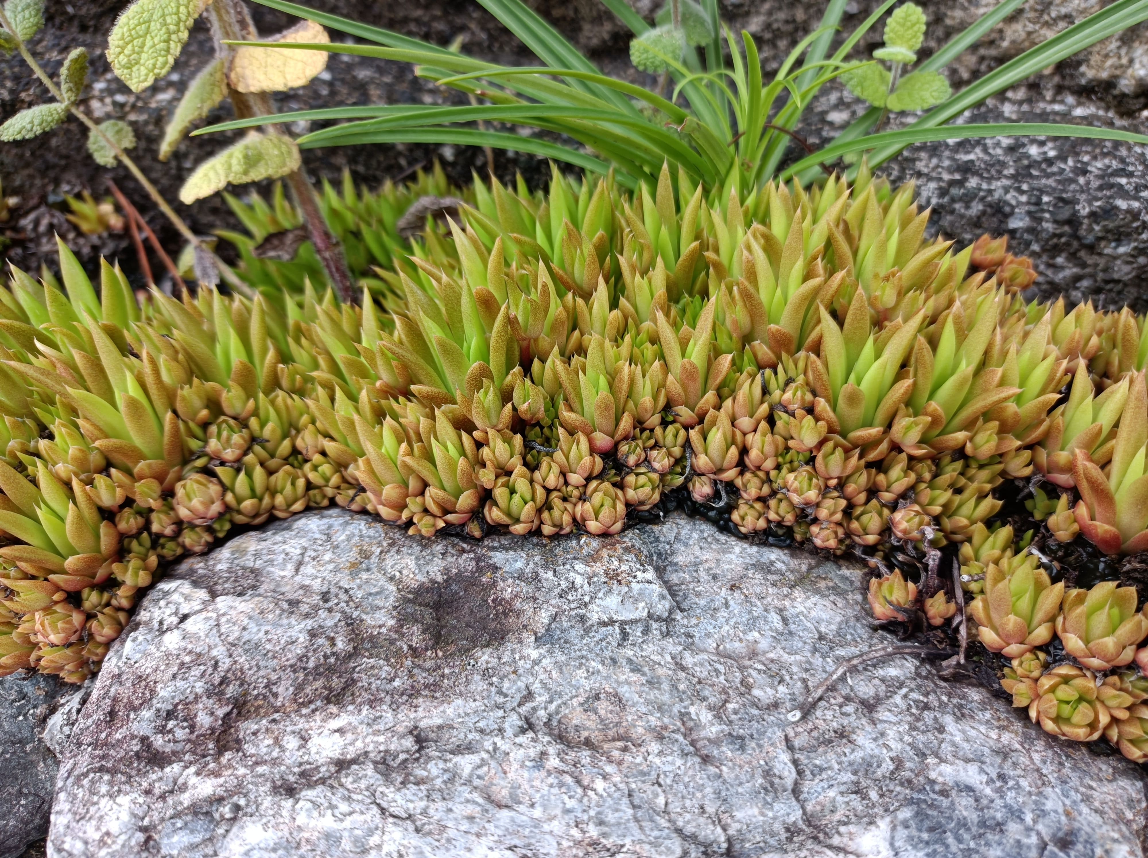 In montagna, orostachys cresce senza riportare danni se le temperature invernali non scendono sotto i 4°C. In montagna, orostachys cresce senza riportare danni se le temperature invernali non scendono sotto i 4°C.