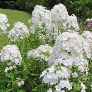 Phlox