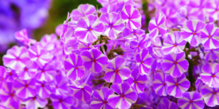Phlox