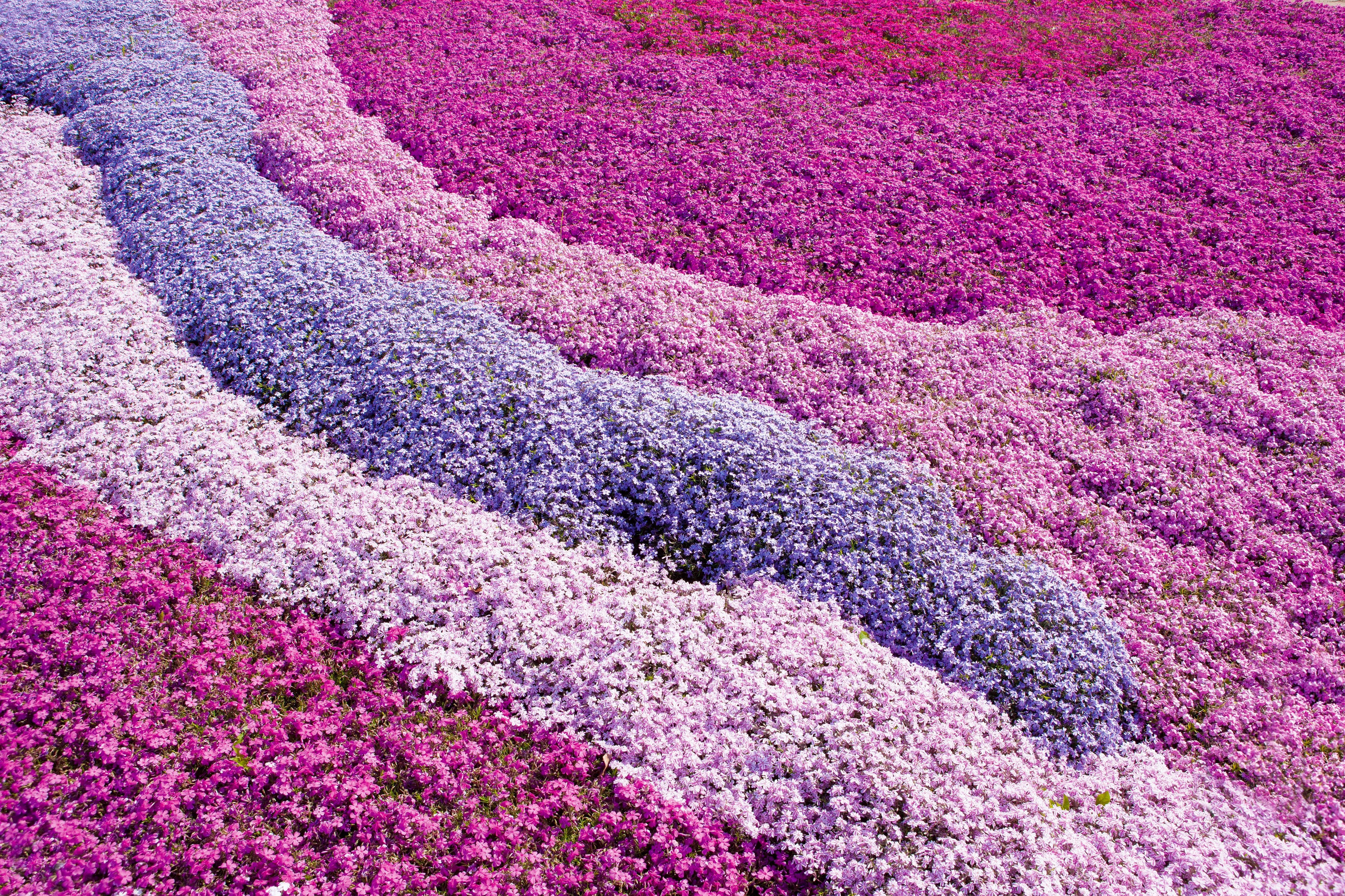 Un incredibile tappeto fiorito di phlox dai mille colori. Un incredibile tappeto fiorito di phlox dai mille colori.