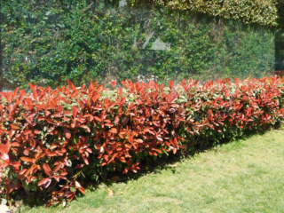 Photinia o fotinia