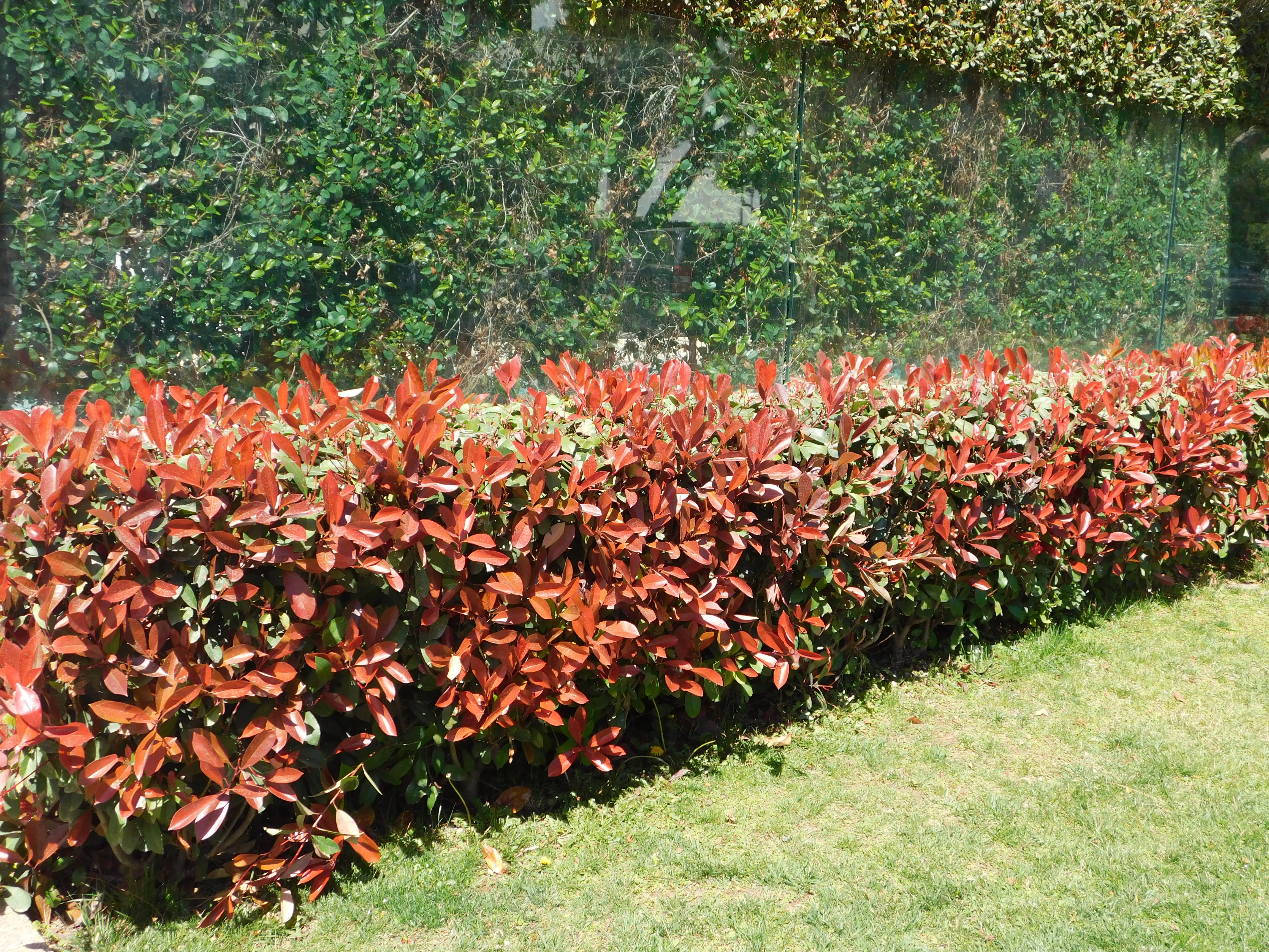 Una lunga siepe di photinia: la pianta si presta perfettamente a delimitare i confini della proprietà. Una lunga siepe di photinia: la pianta si presta perfettamente a delimitare i confini della proprietà.
