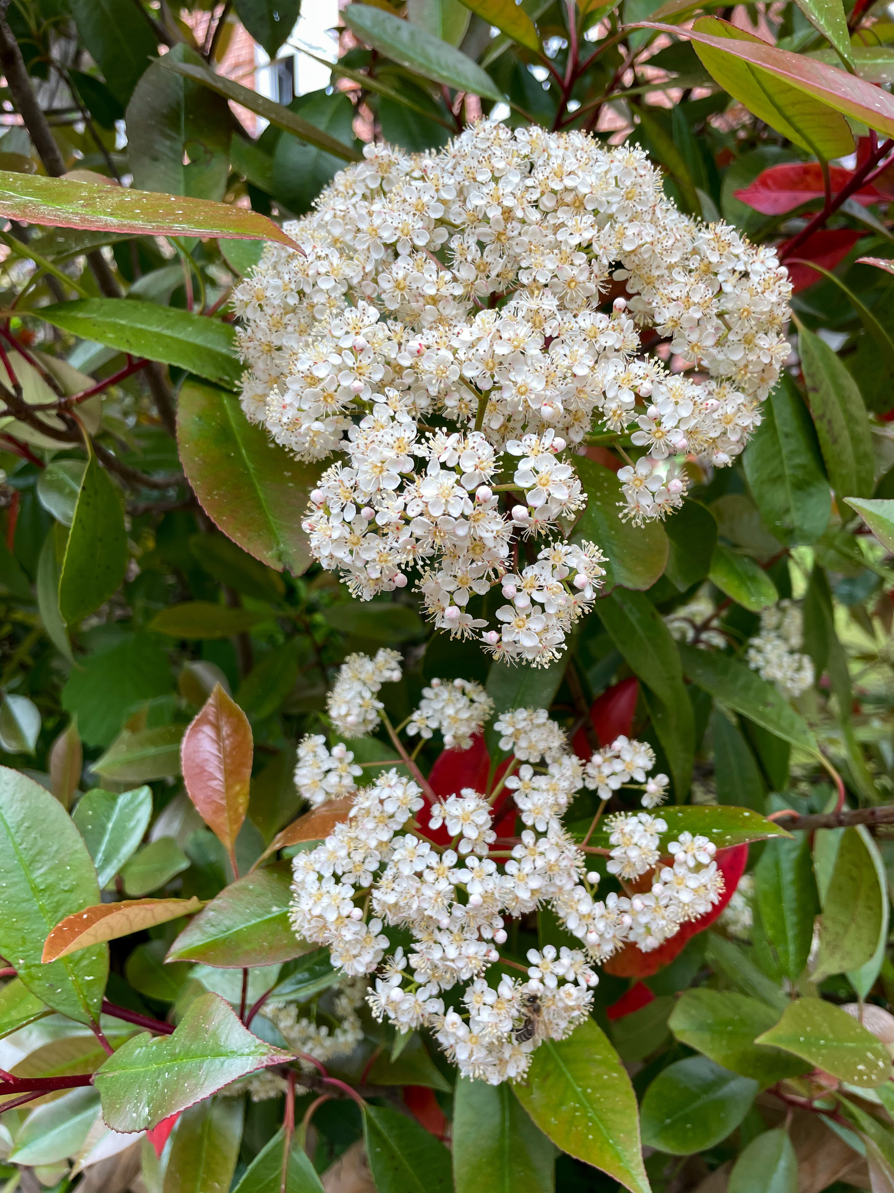 La photinia produce durante la primavera delle caratteristiche infiorescenze bianche a pannocchia. La photinia produce durante la primavera delle caratteristiche infiorescenze bianche a pannocchia.