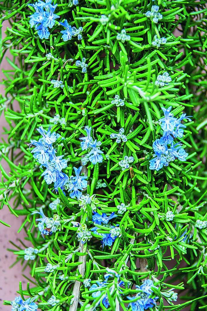 Splendida pianta di rosmarino in fiore: il periodo varia a seconda della latitudine. Splendida pianta di rosmarino in fiore: il periodo varia a seconda della latitudine.