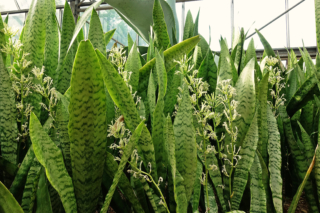 Un fitto campo di sansevieria coltivato in serra. Un fitto campo di sansevieria coltivato in serra.