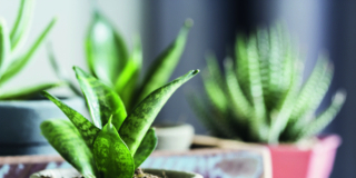 Sansevieria