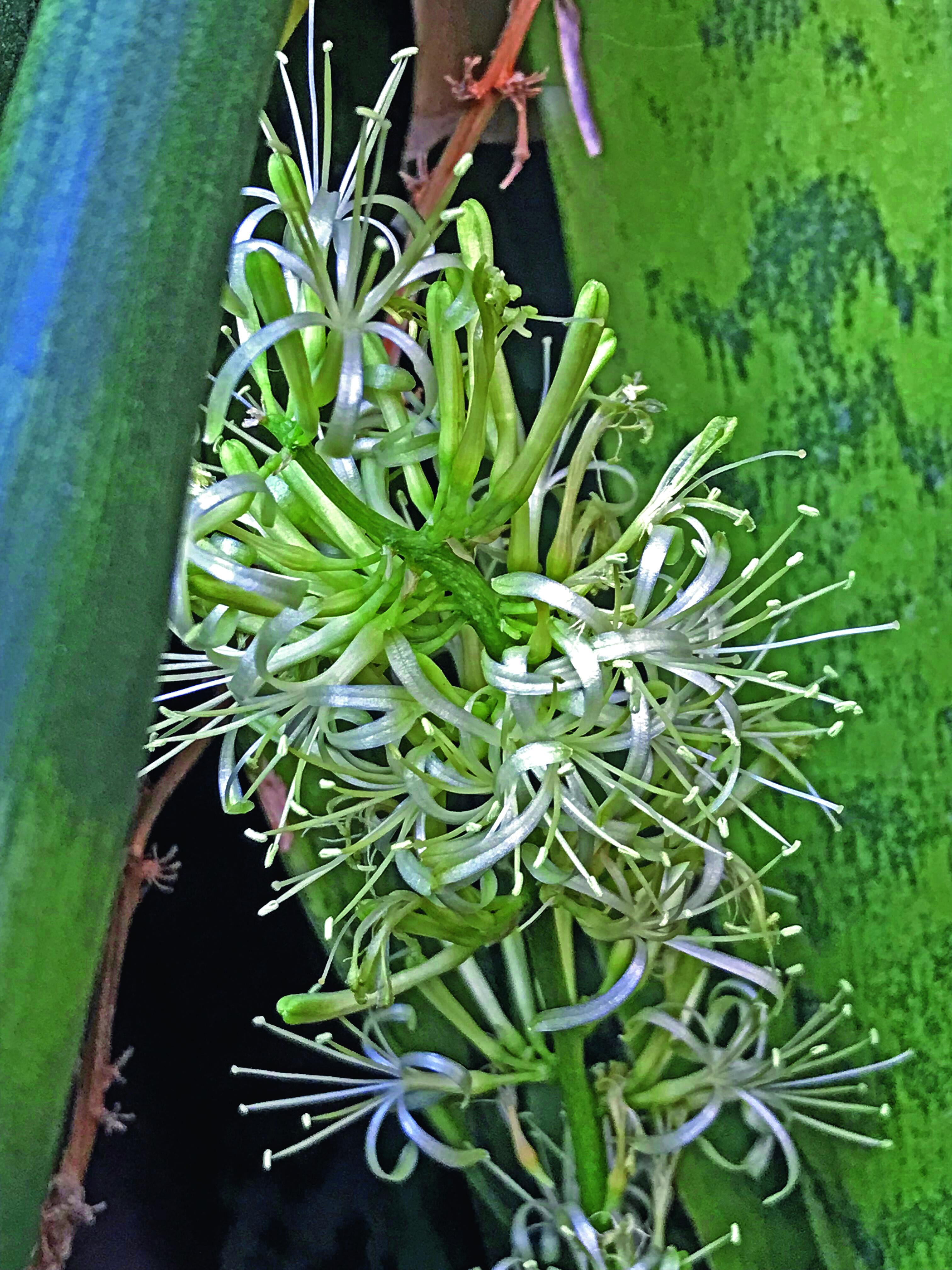 Fiore si sansevieria: poco decorativo e di colore bianco può apparire sul finire dell'estate. Fiore si sansevieria: poco decorativo e di colore bianco può apparire sul finire dell'estate.