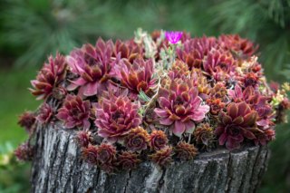 Sempervivum o semprevivo