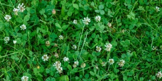 Trifoglio e quadrifoglio