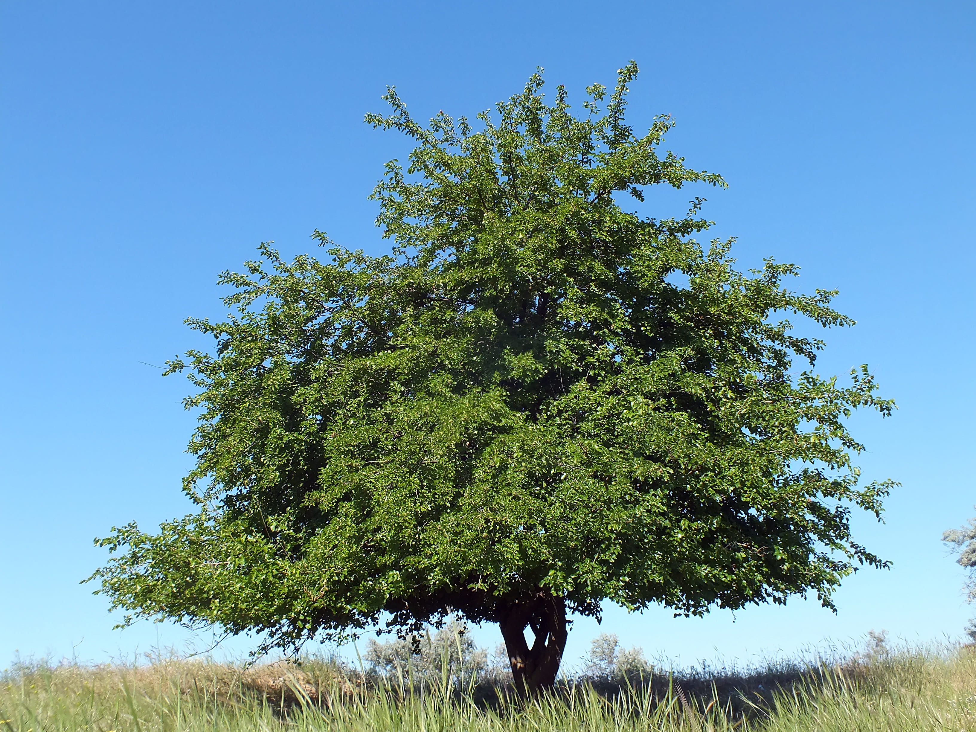 L'albero di gelso deve crescere in piena terra, in posizione soleggiata ma riparata dal vento.