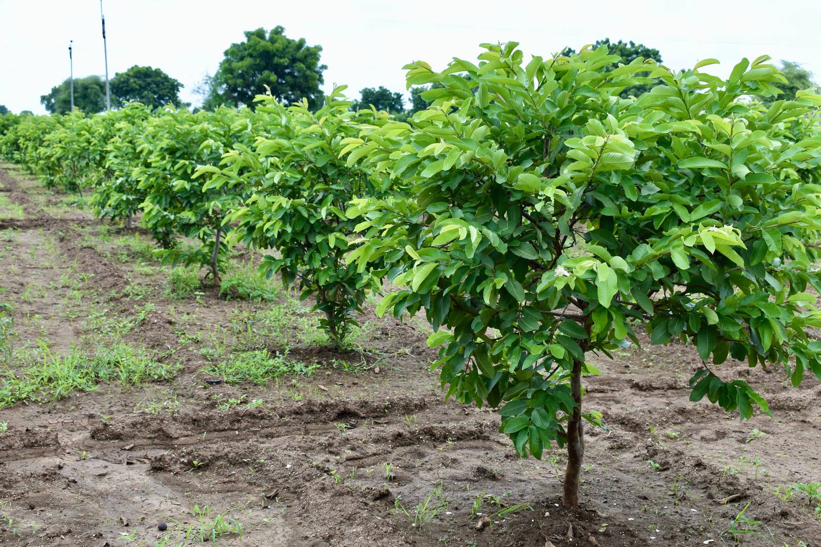 La guava è un alberello dalle dimensioni modeste rispetto ai più comuni alberi da frutto. La guava è un alberello dalle dimensioni modeste rispetto ai più comuni alberi da frutto.