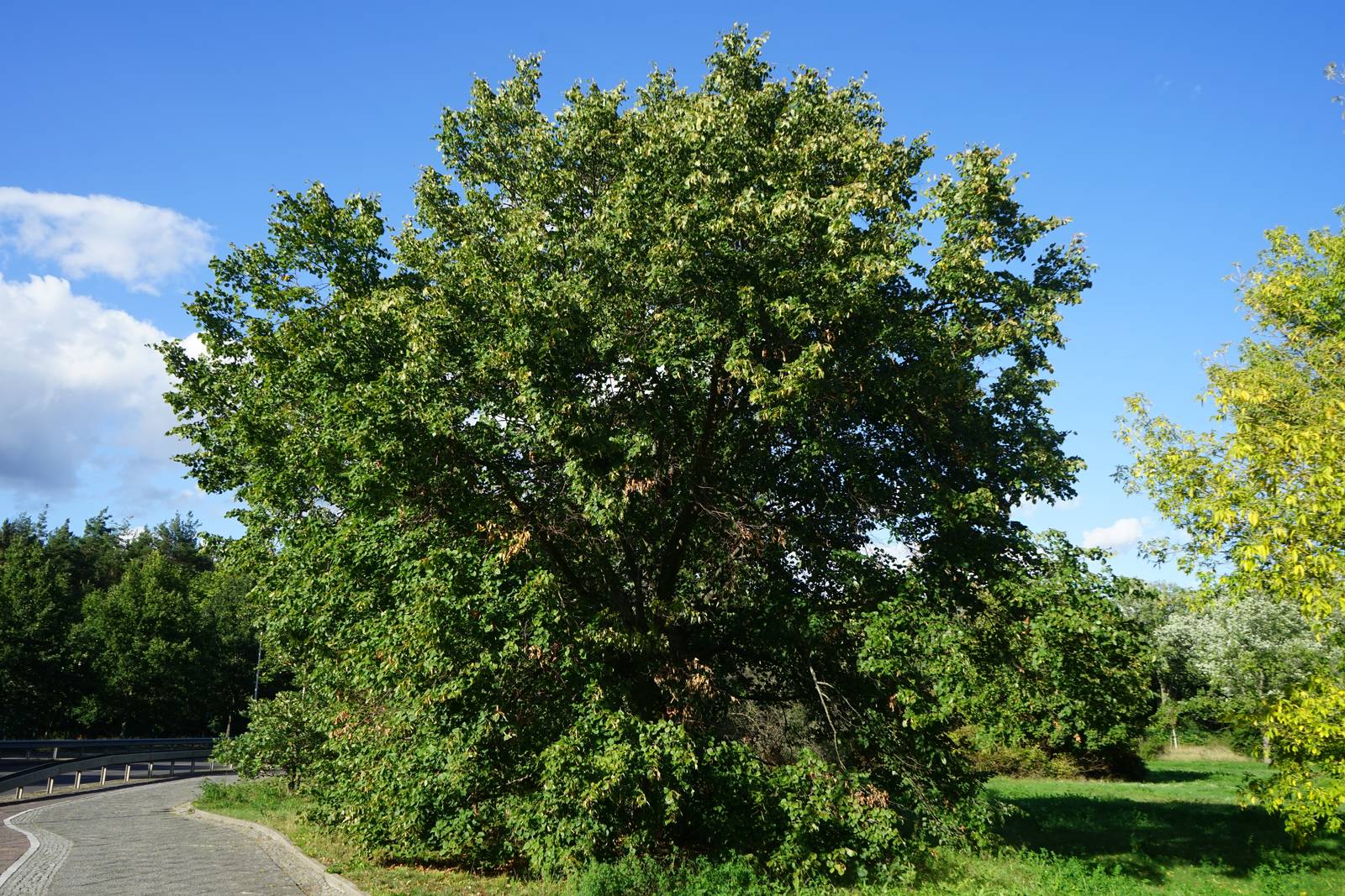 Per la sua imponenza, il tiglio è un albero coltivabile solo in piena terra ma capace di adattarsi a molti tipi di terreno.