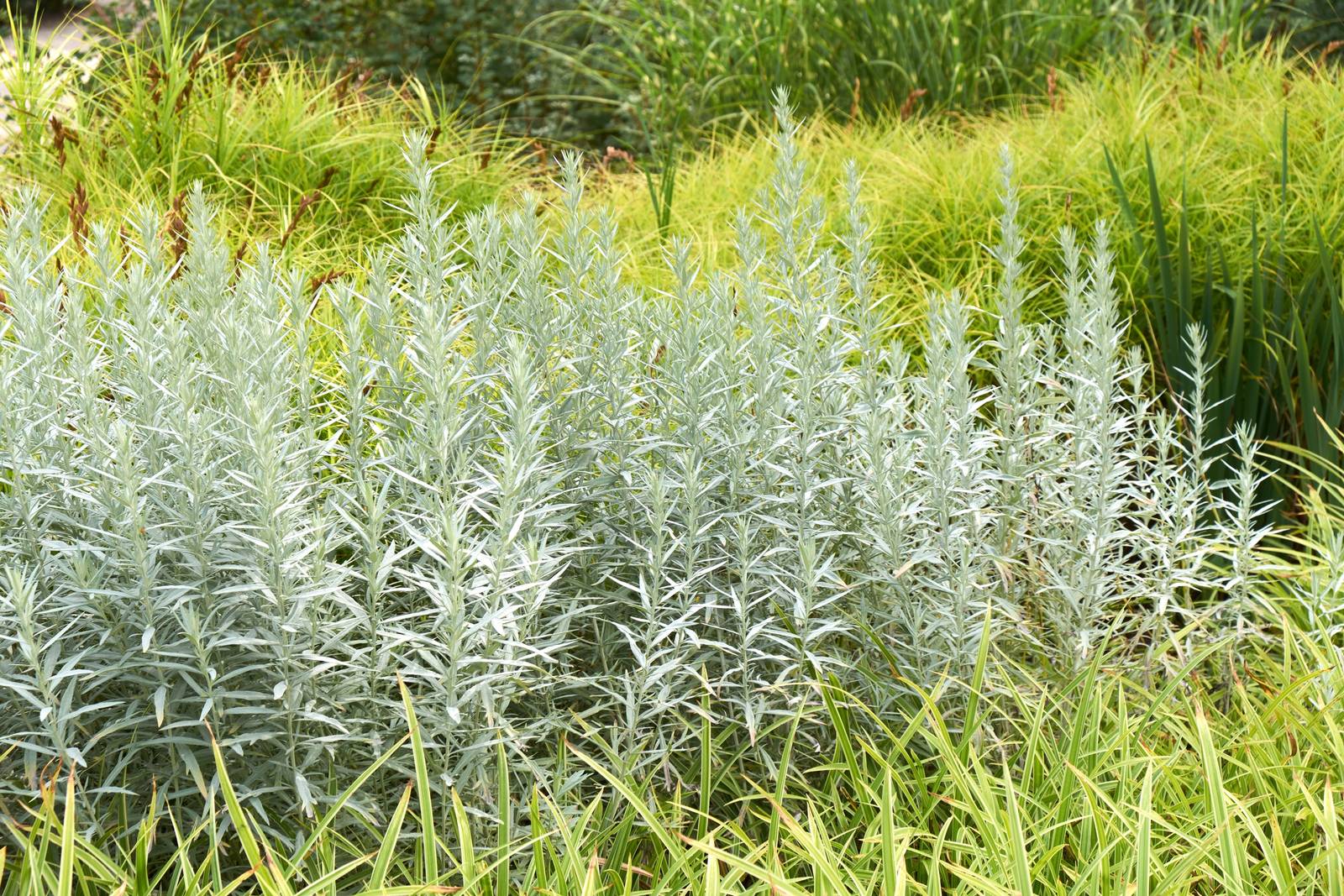 Artemisia ludoviciana, varietà "Silver Queen". Artemisia ludoviciana, varietà "Silver Queen".