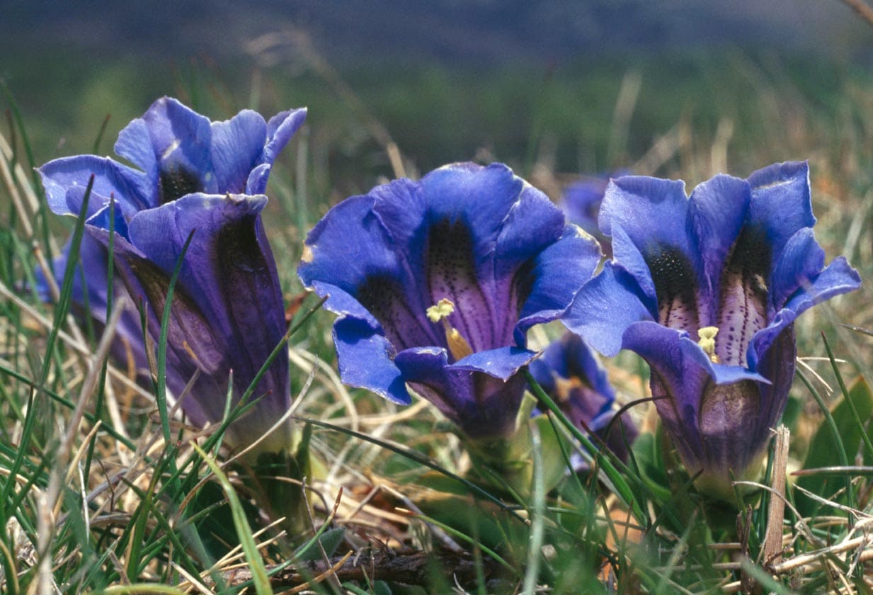 In foto, la genziana di Koch, caratterizzata dal colore blu intenso dei fiori.