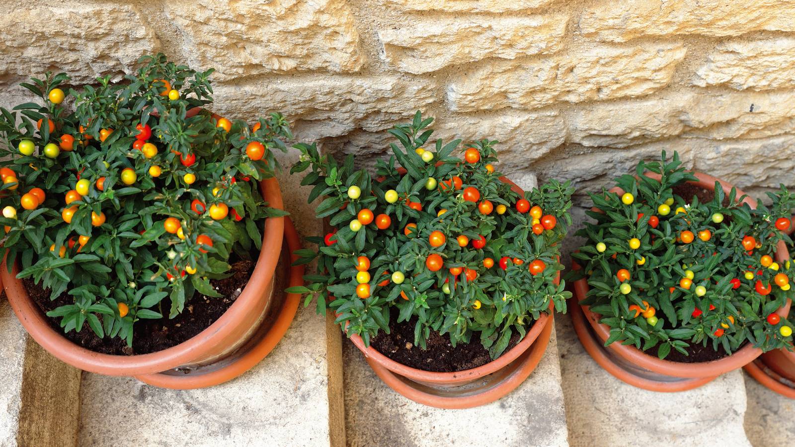 Solanum capsicastrum, come si vede in foto, è un grazioso arbusto ornamentale coltivabile facilmente in vaso.