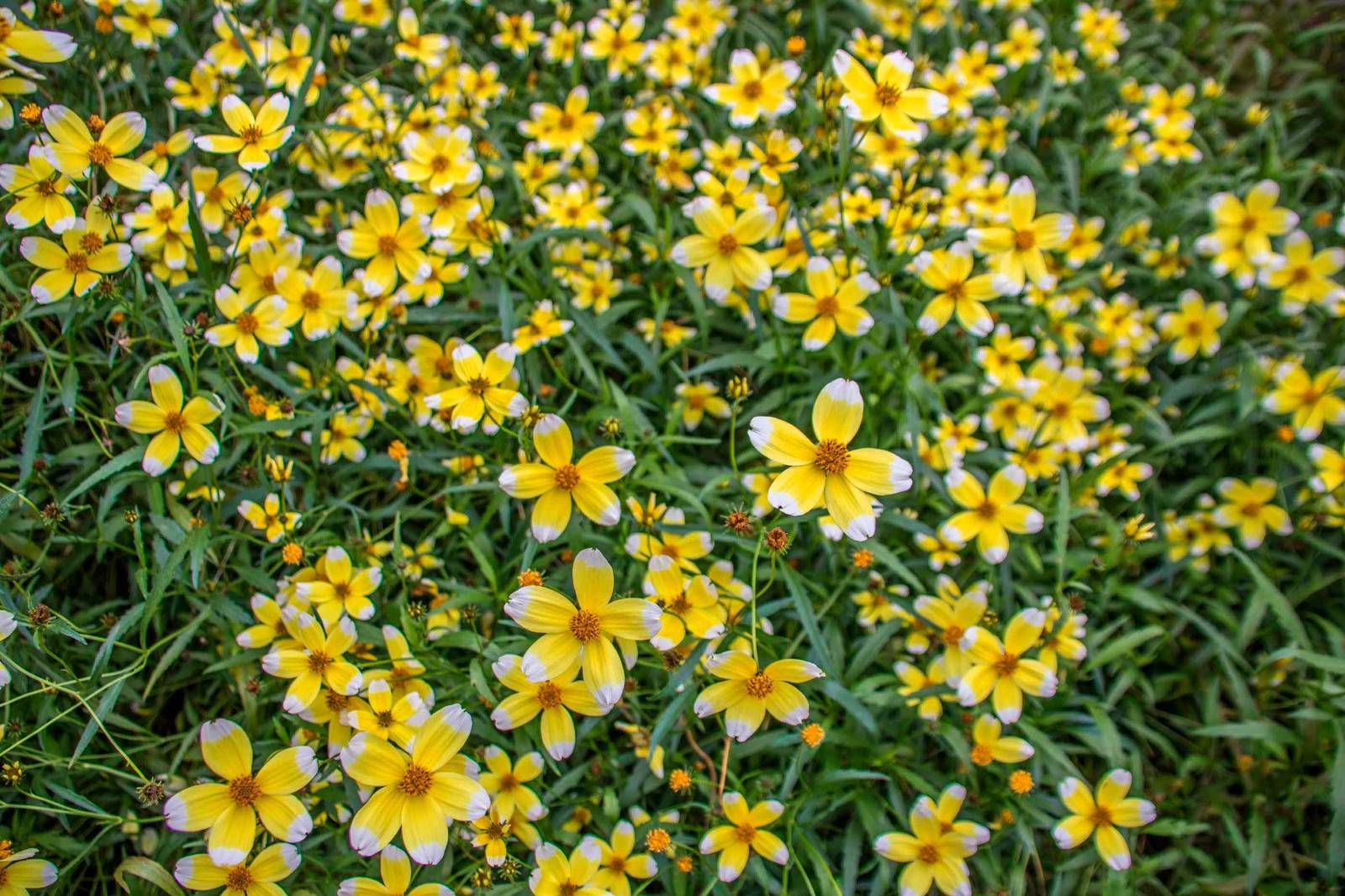 I bidens fioriscono durante l'estate fino all'arrivo dell'autunno.
