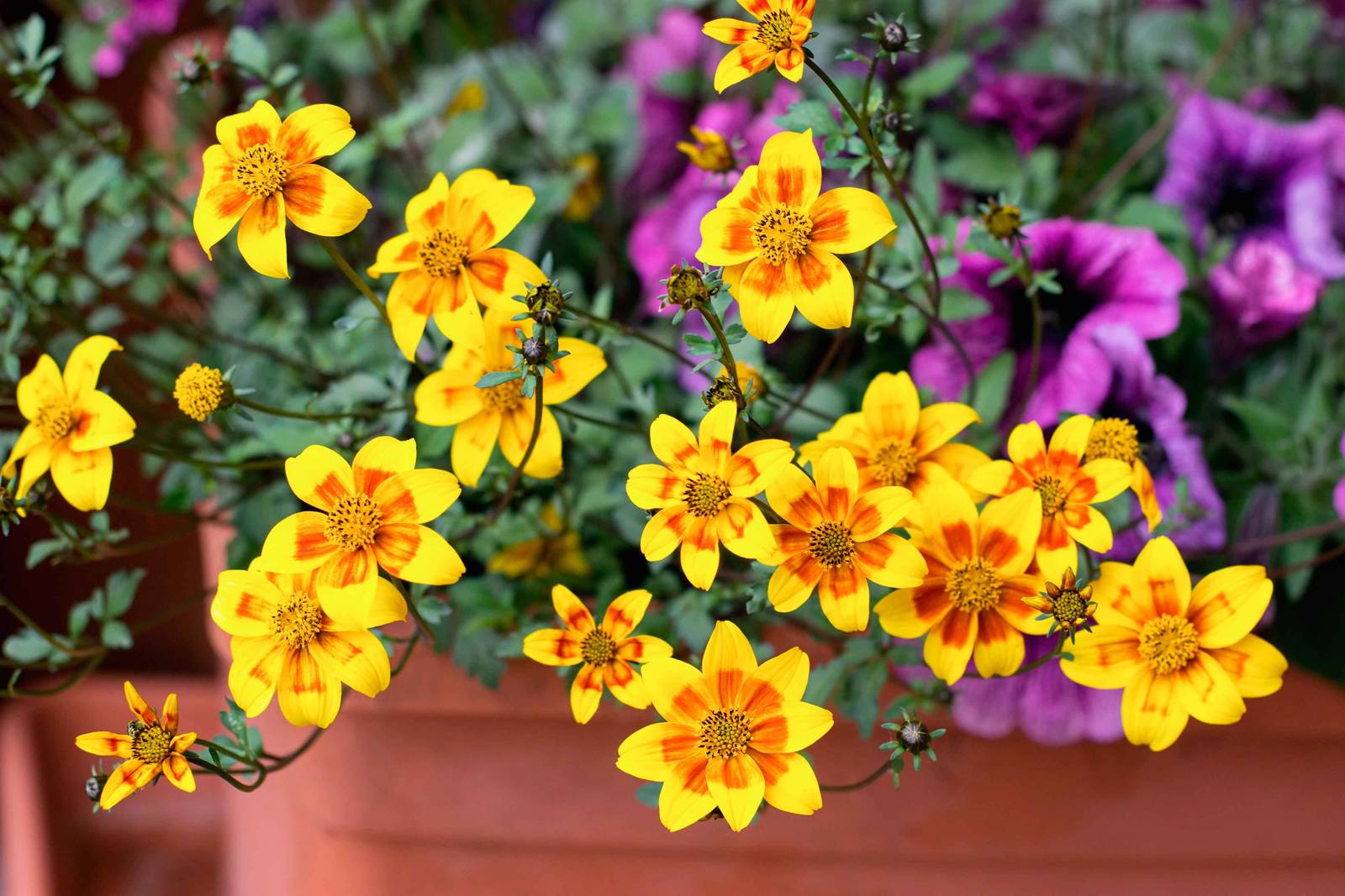I fiori di bidens attraggono insetti utili e impollinatori.