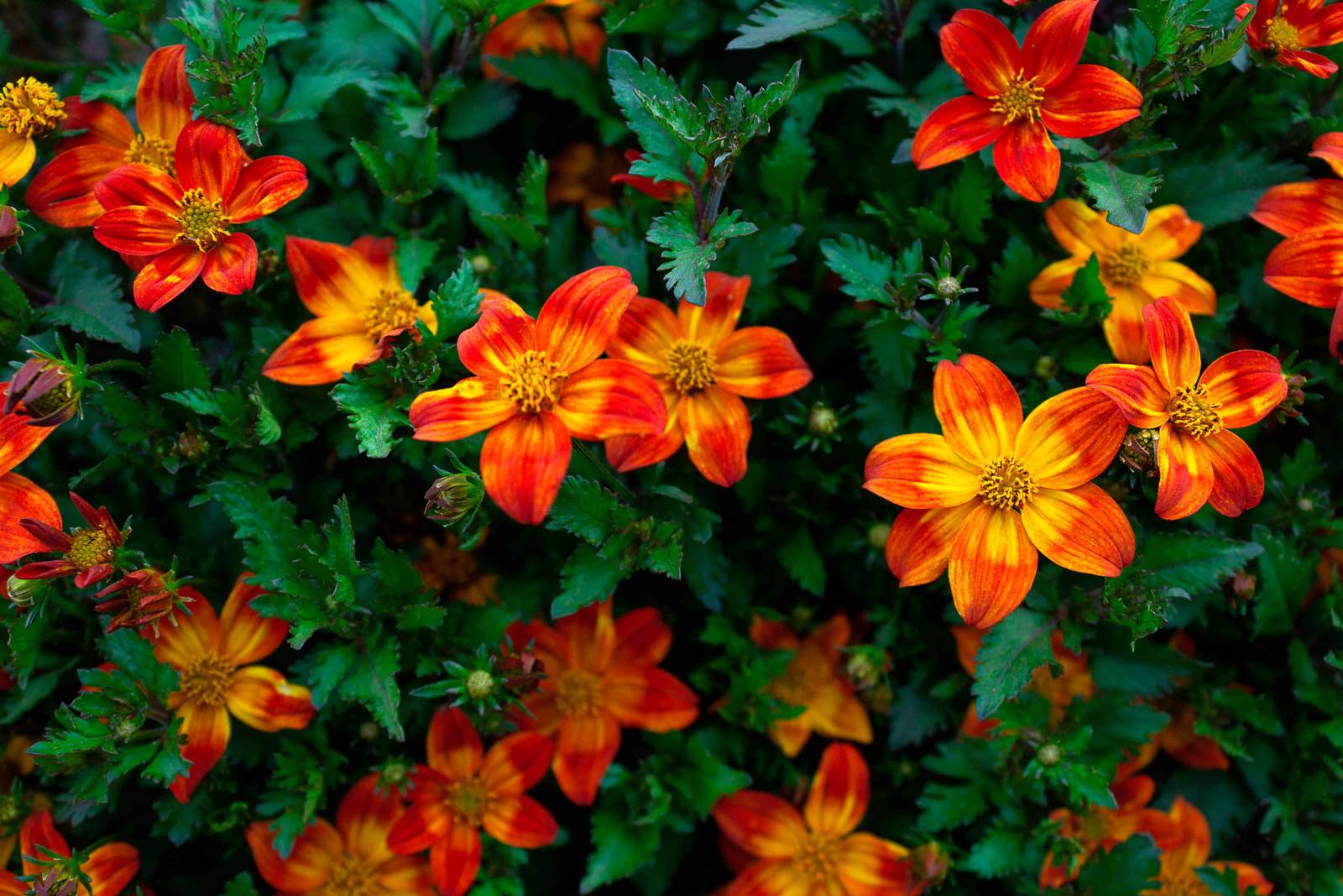 Il bidens predilige un terreno fertile e ben drenato e un’esposizione soleggiata o semi-ombreggiata.