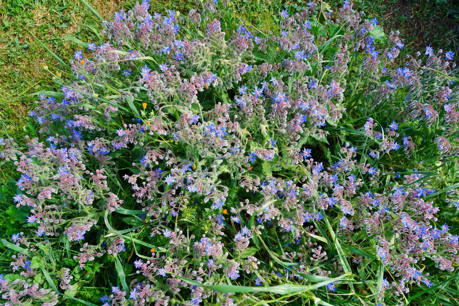 La borragine è una pianta dallo spiccato aroma, che ricorda il sapore del cetriolo. La borragine è una pianta dallo spiccato aroma, che ricorda il sapore del cetriolo.
