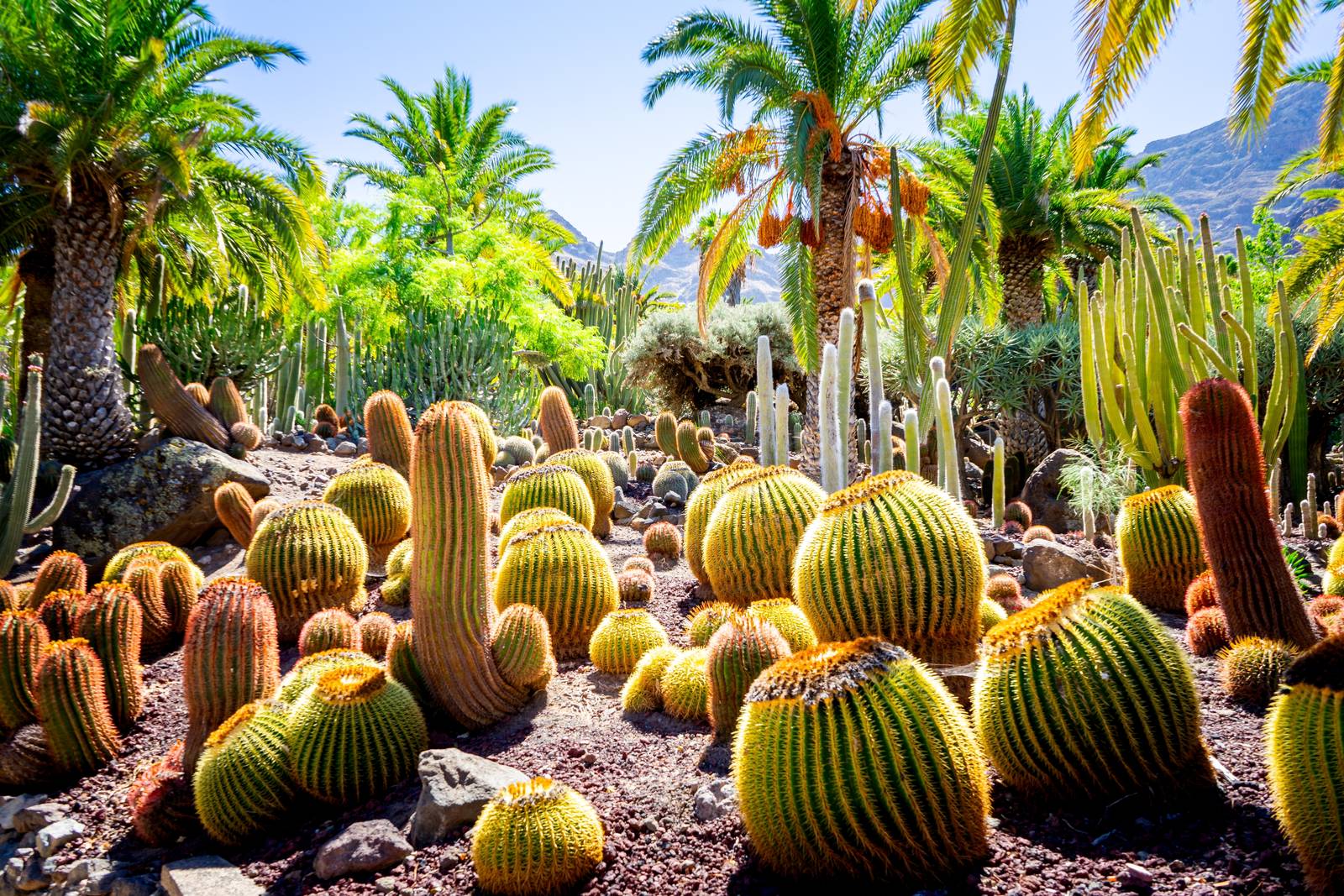 I cactus sono coltivabili in piena terra solo in aree desertiche, o climi caldi anche d'inverno. I cactus sono coltivabili in piena terra solo in aree desertiche, o climi caldi anche d'inverno.
