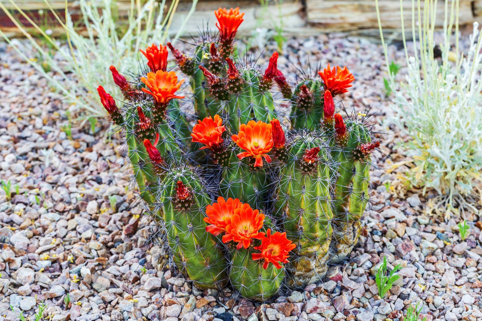 Il cactus fiorisce in diversi momenti dell'anno a seconda della varietà, ma spesso è difficile che ciò avvenga in aree geografiche diverse da quelle di appartenenza. Il cactus fiorisce in diversi momenti dell'anno a seconda della varietà, ma spesso è difficile che ciò avvenga in aree geografiche diverse da quelle di appartenenza.
