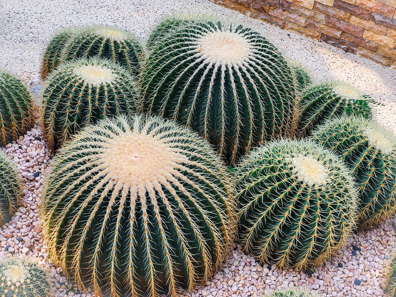 In foto, il bellissimo cactus grusone. In foto, il bellissimo cactus grusone.