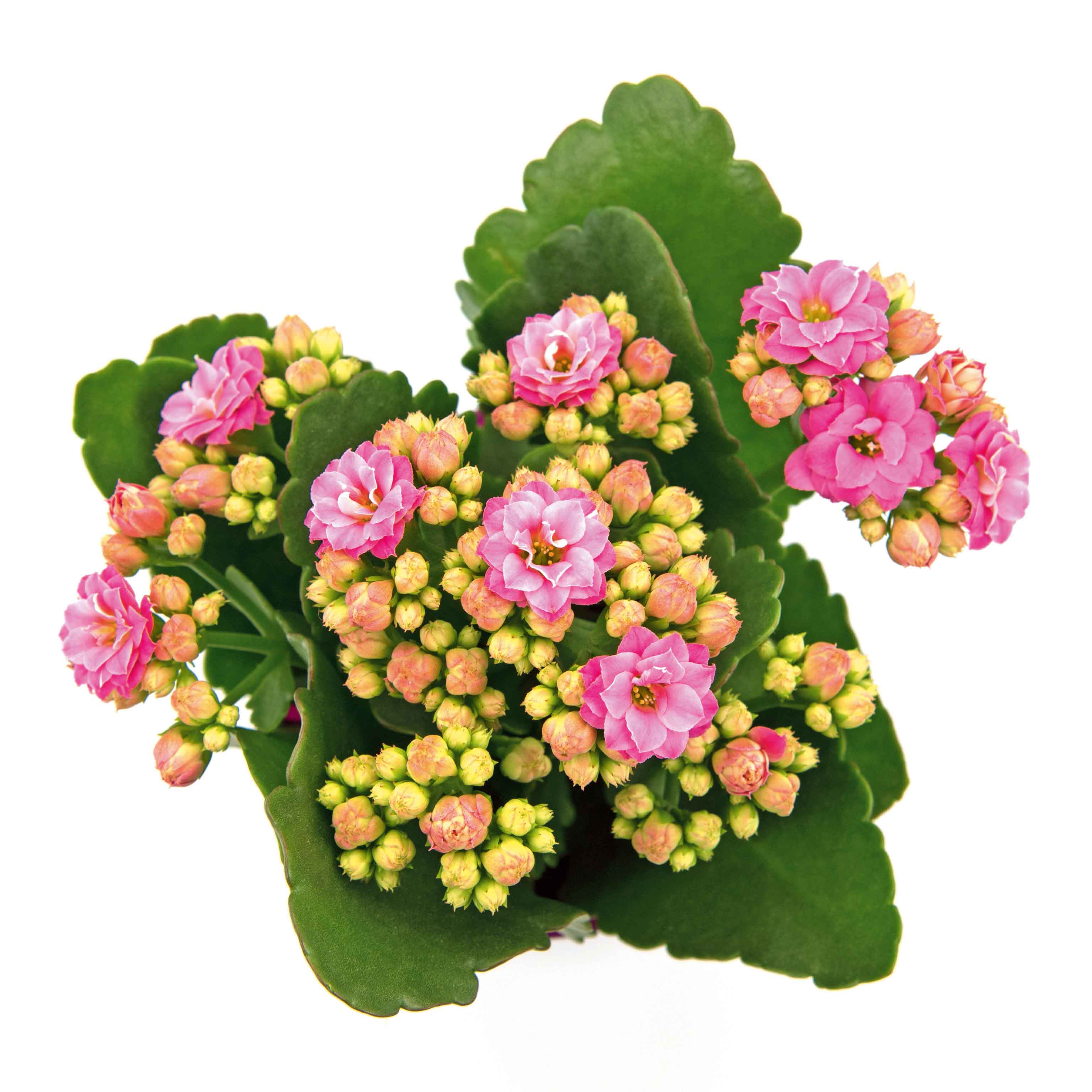Calancola varietà con fiori rosa. Calancola varietà con fiori rosa.