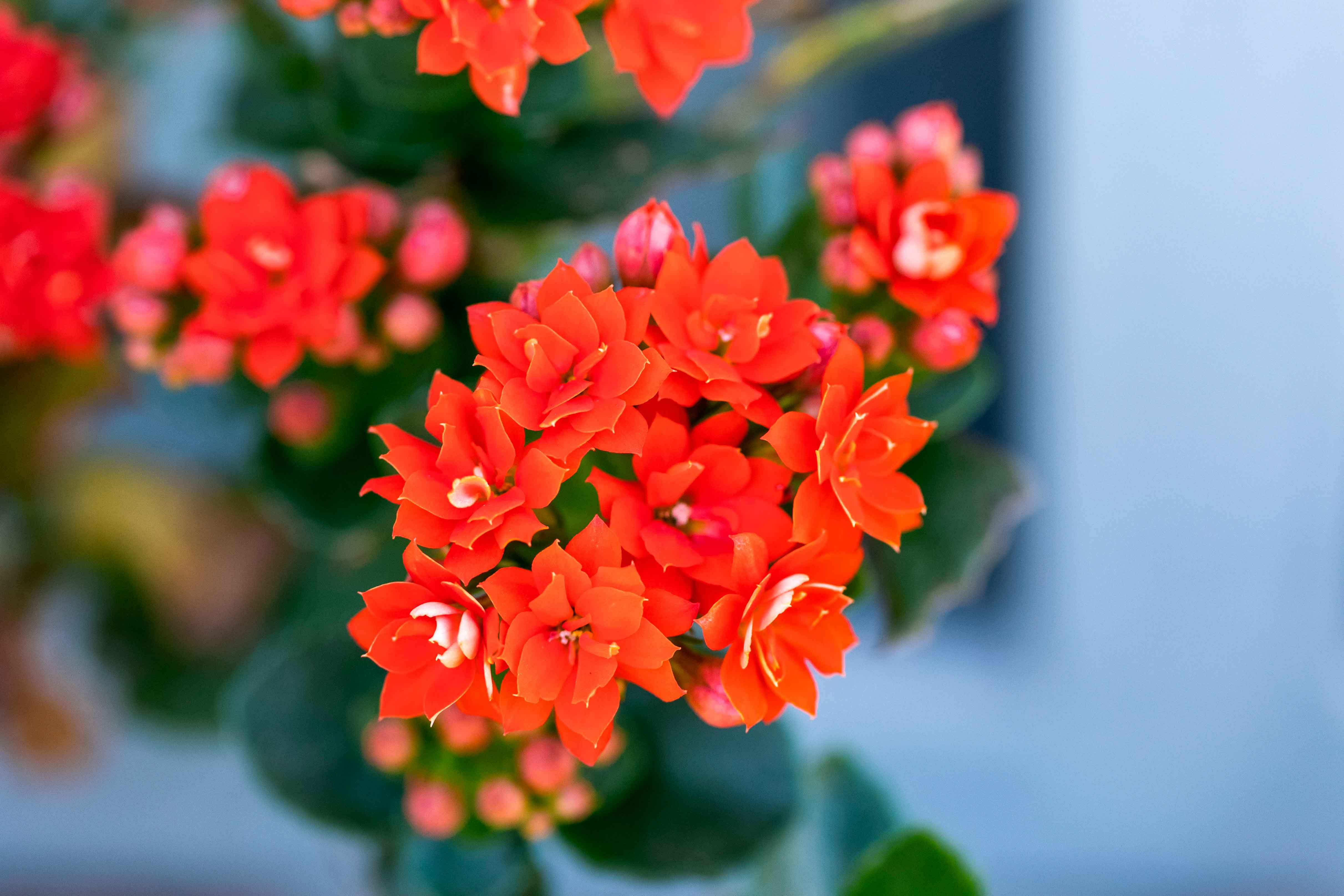 Calancola varietà con fiori di colore rosso vivo. Calancola varietà con fiori di colore rosso vivo.