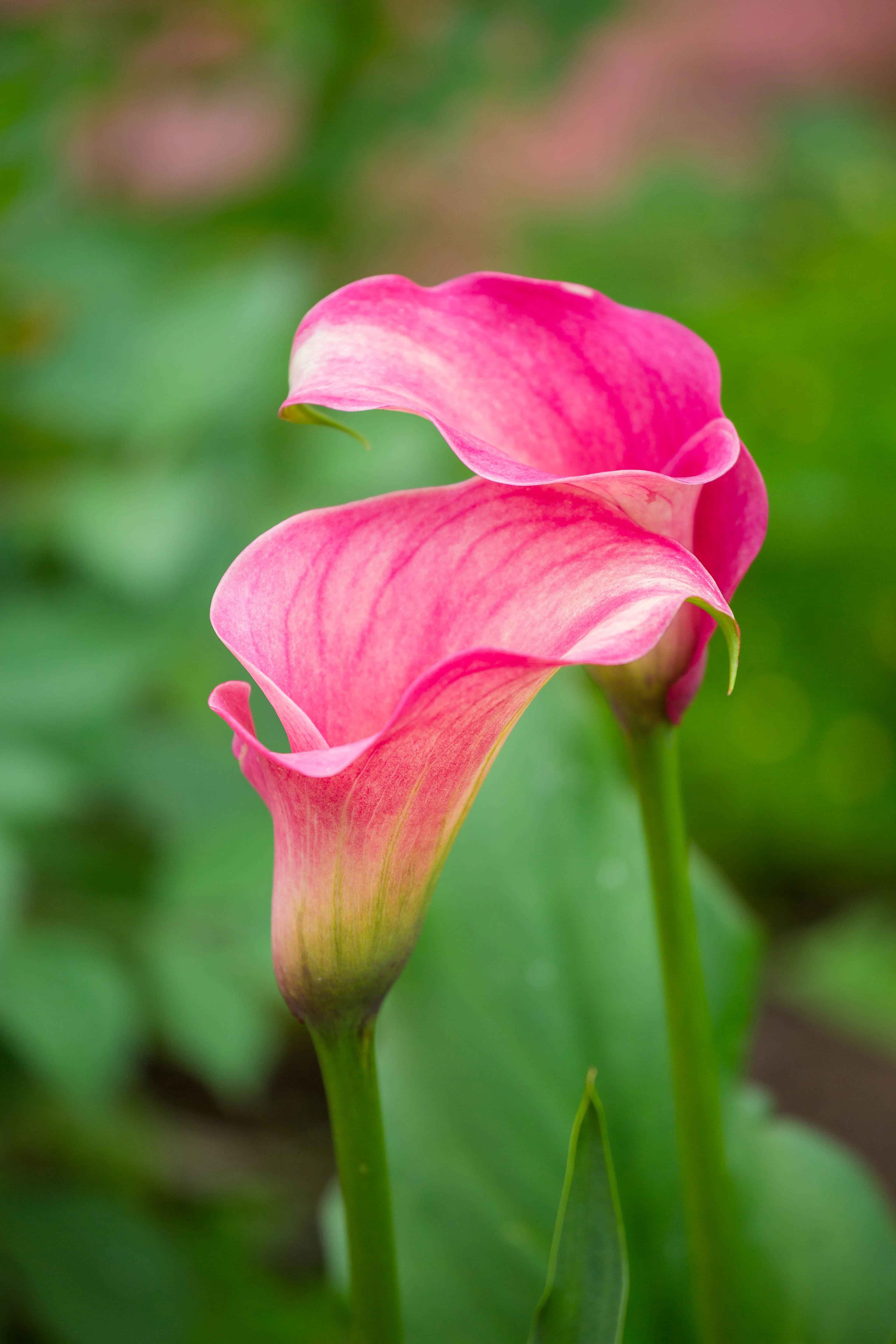 Zantedeschia aethiopica, o calla colorata rosa.