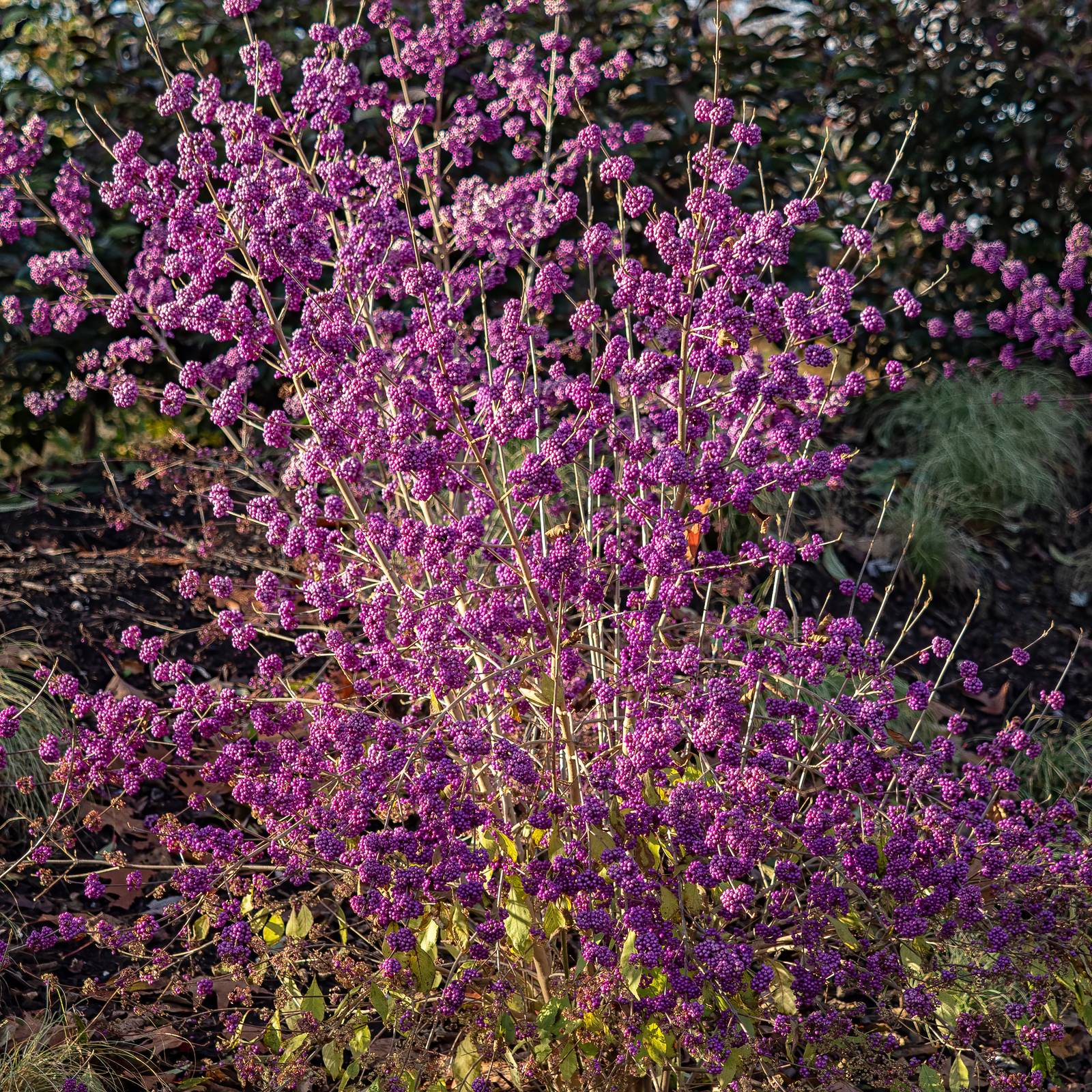 In foto, un rigoglioso cespuglio di callicarpa bodinieri in autunno. In foto, un rigoglioso cespuglio di callicarpa bodinieri in autunno.
