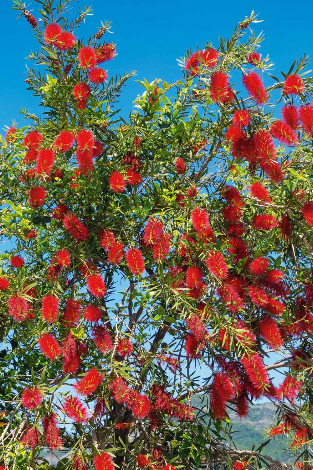 Il nome callistemon ha doppia radice greca: "kalos", bello, "stemon" stame, con riferimento alla particolare struttura del fiore "a scovolino". Il nome callistemon ha doppia radice greca: "kalos", bello, "stemon" stame, con riferimento alla particolare struttura del fiore "a scovolino".
